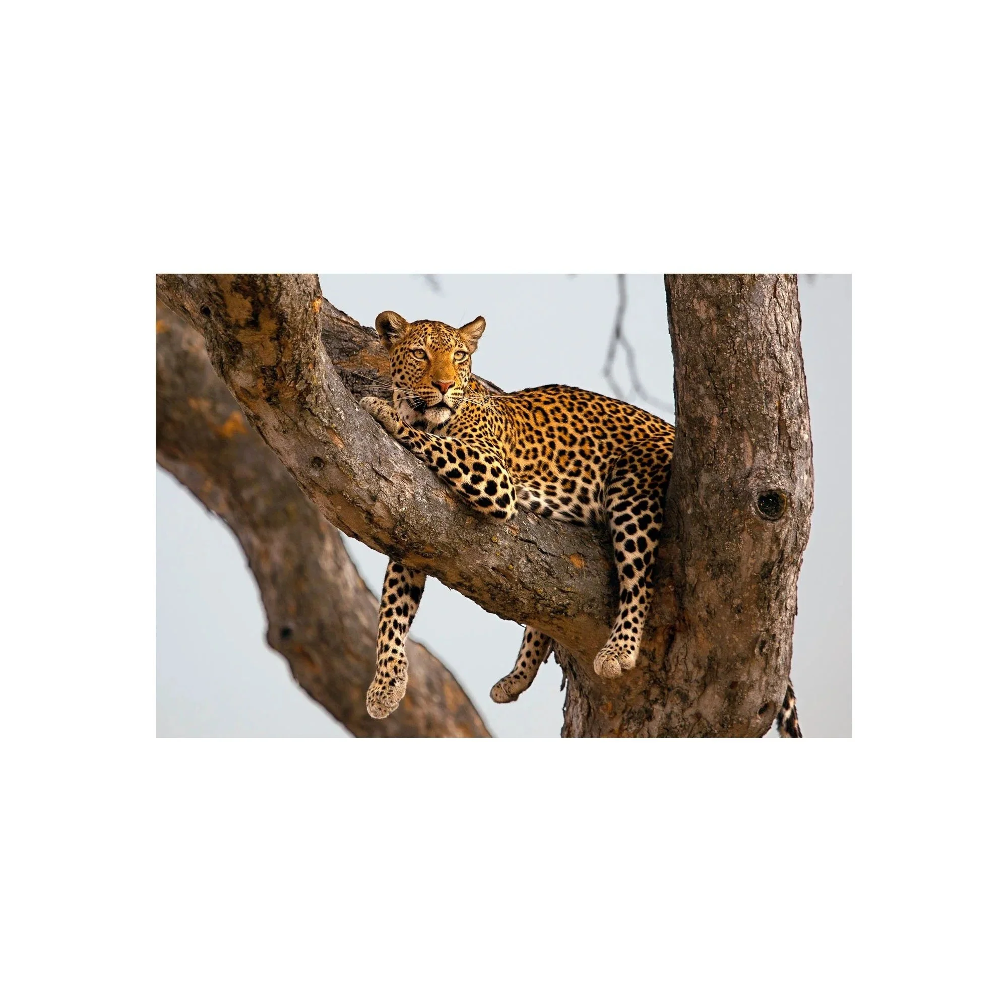 Resting Royalty by John Wiseman, a signed limited-edition fine art photography print from IRID Gallery