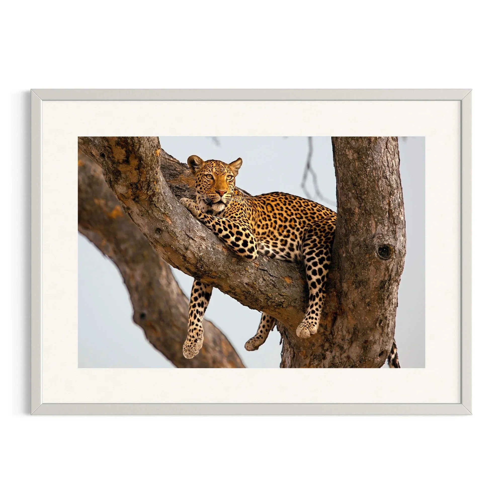 Resting Royalty by John Wiseman shown in a white frame, a signed limited-edition fine art photography print from IRID Gallery