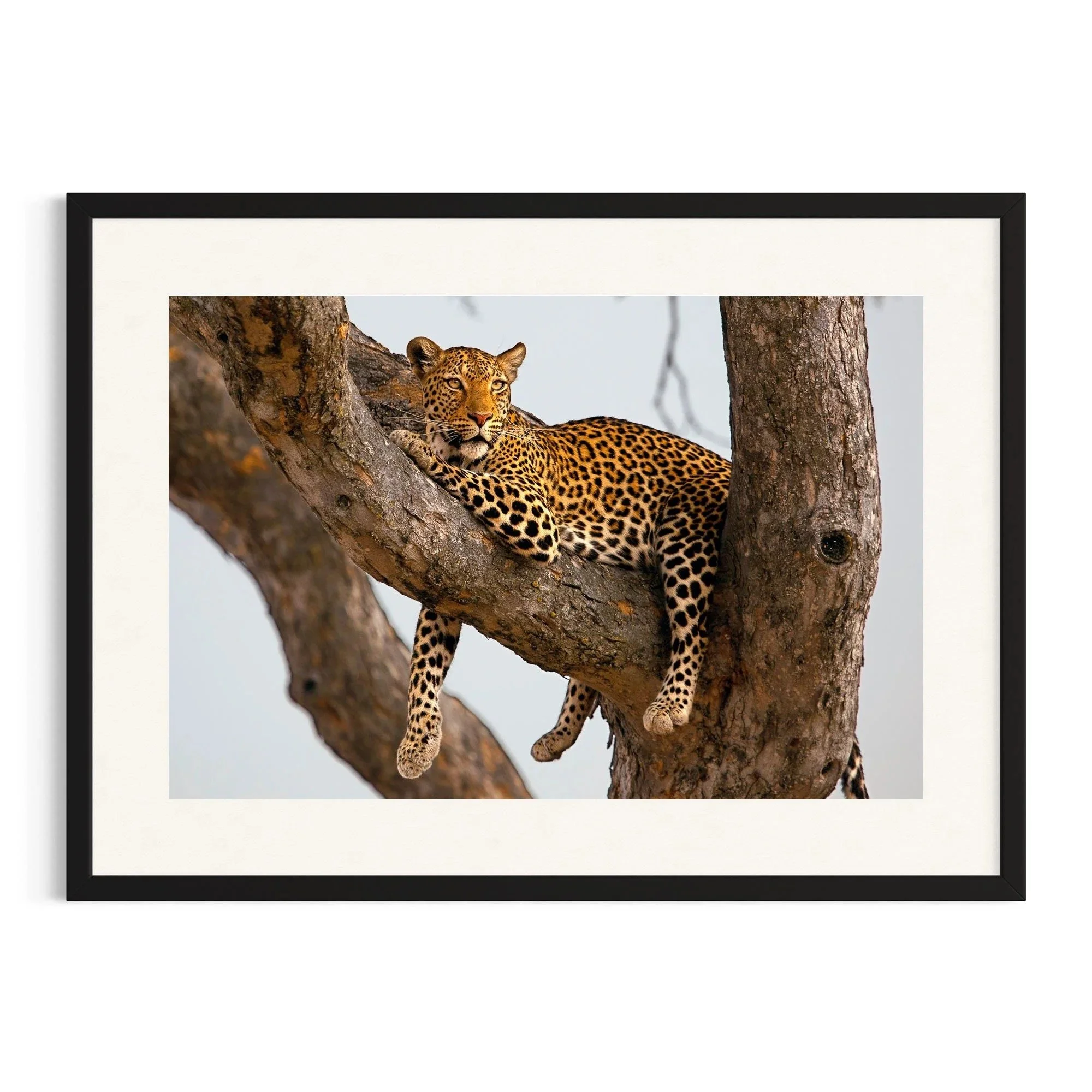 Resting Royalty by John Wiseman shown in a black frame, a signed limited-edition fine art photography print from IRID Gallery