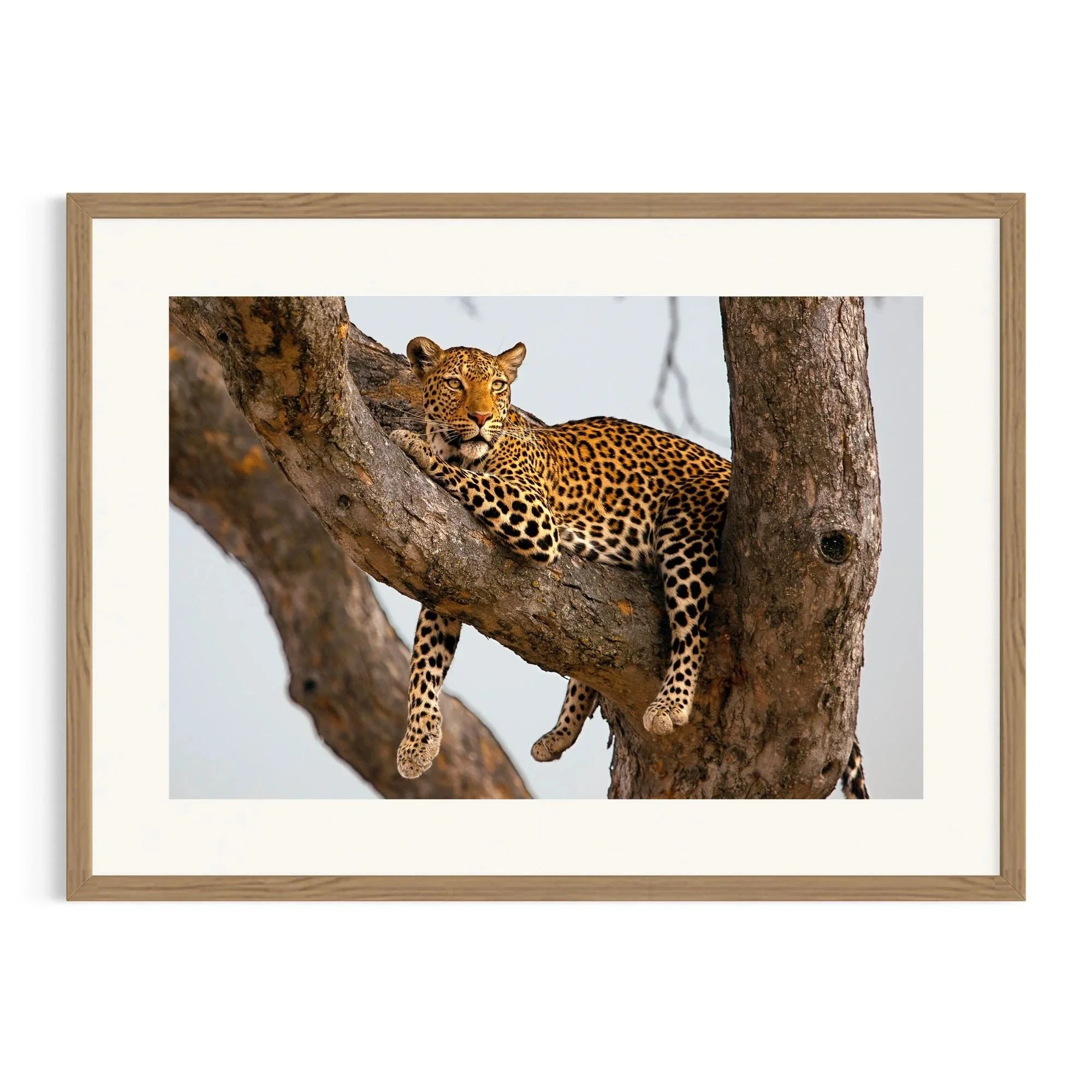 Resting Royalty by John Wiseman shown in a raw oak frame, a signed limited-edition fine art photography print from IRID Gallery