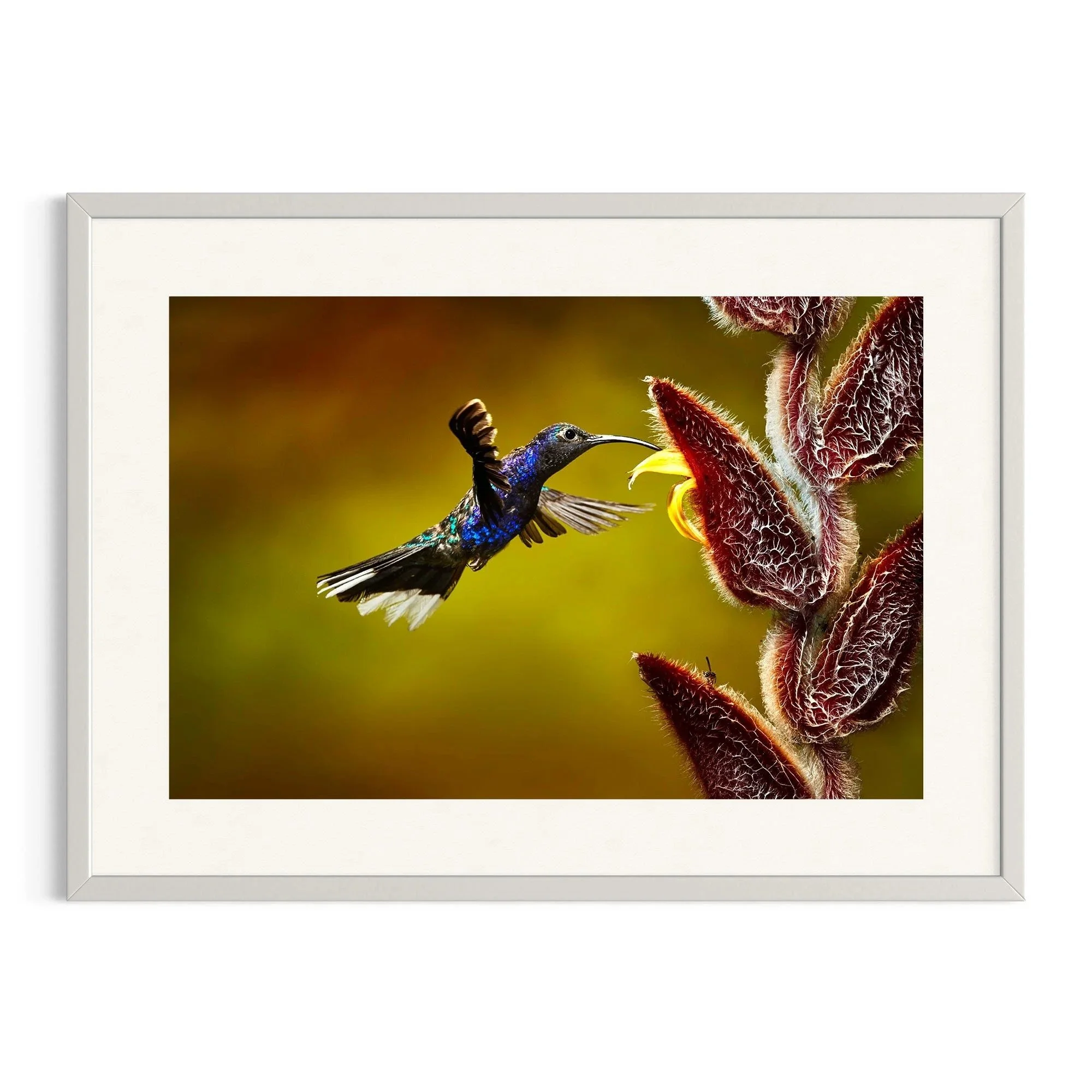 Royal Radiance by John Wiseman shown in a white frame, a signed limited-edition fine art photography print from IRID Gallery