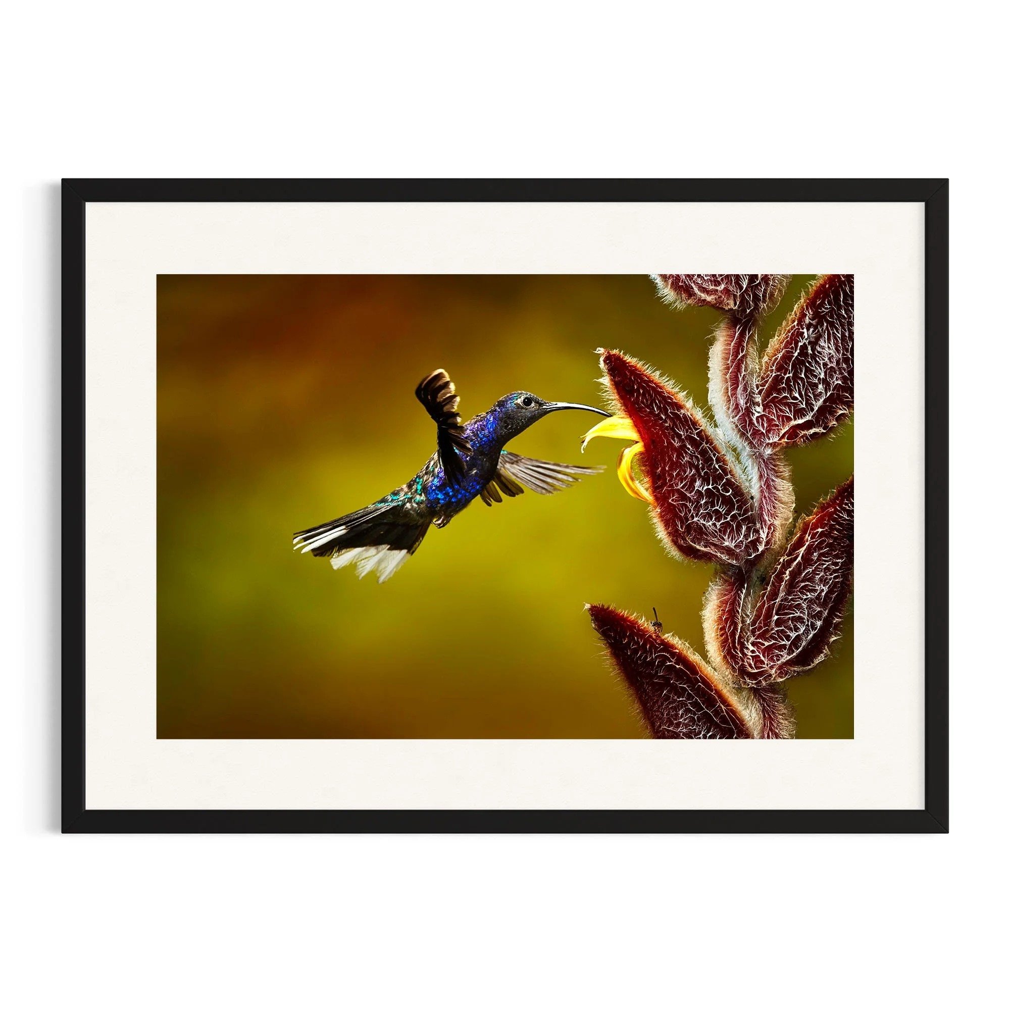 Royal Radiance by John Wiseman shown in a black frame, a signed limited-edition fine art photography print from IRID Gallery