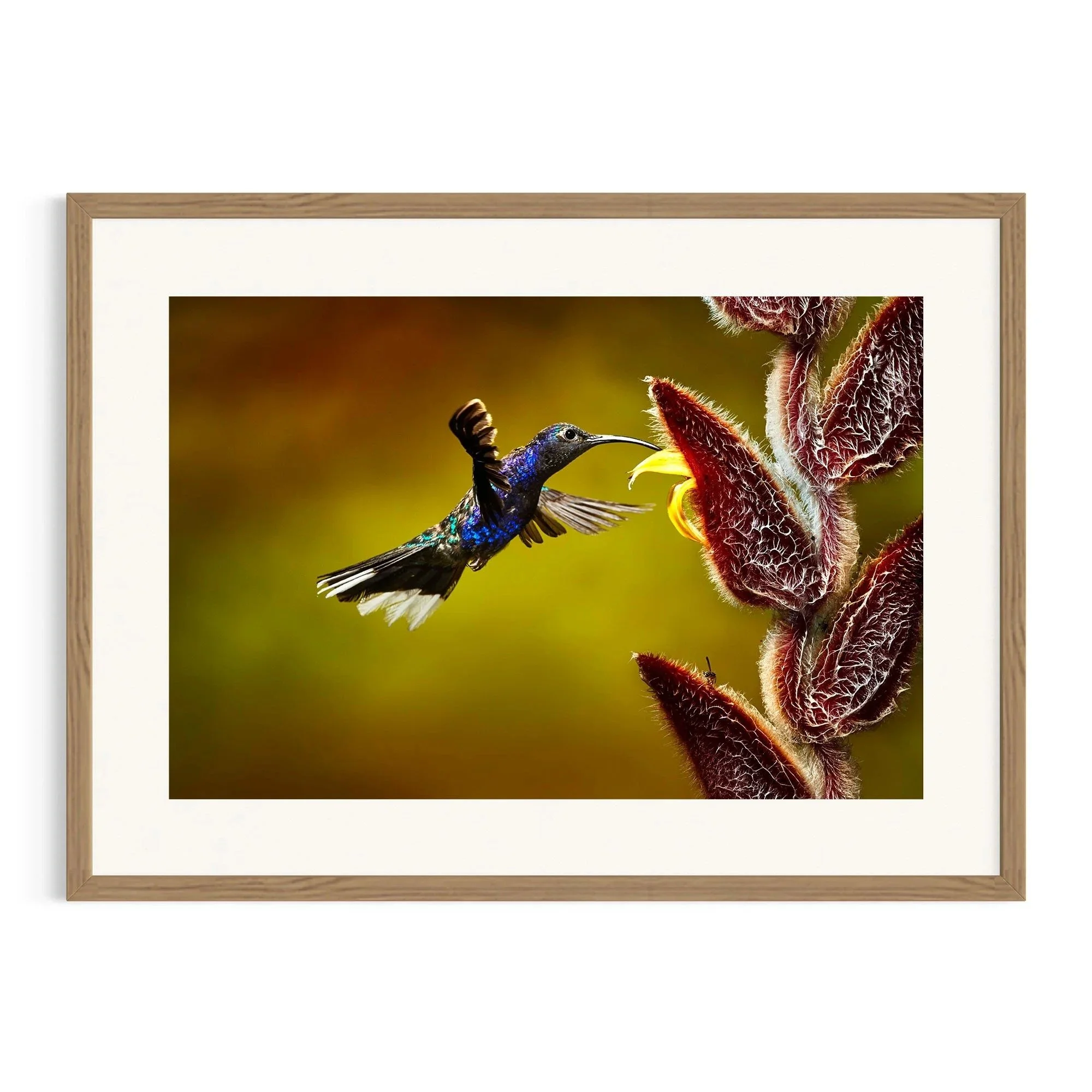 Royal Radiance by John Wiseman shown in a raw oak frame, a signed limited-edition fine art photography print from IRID Gallery