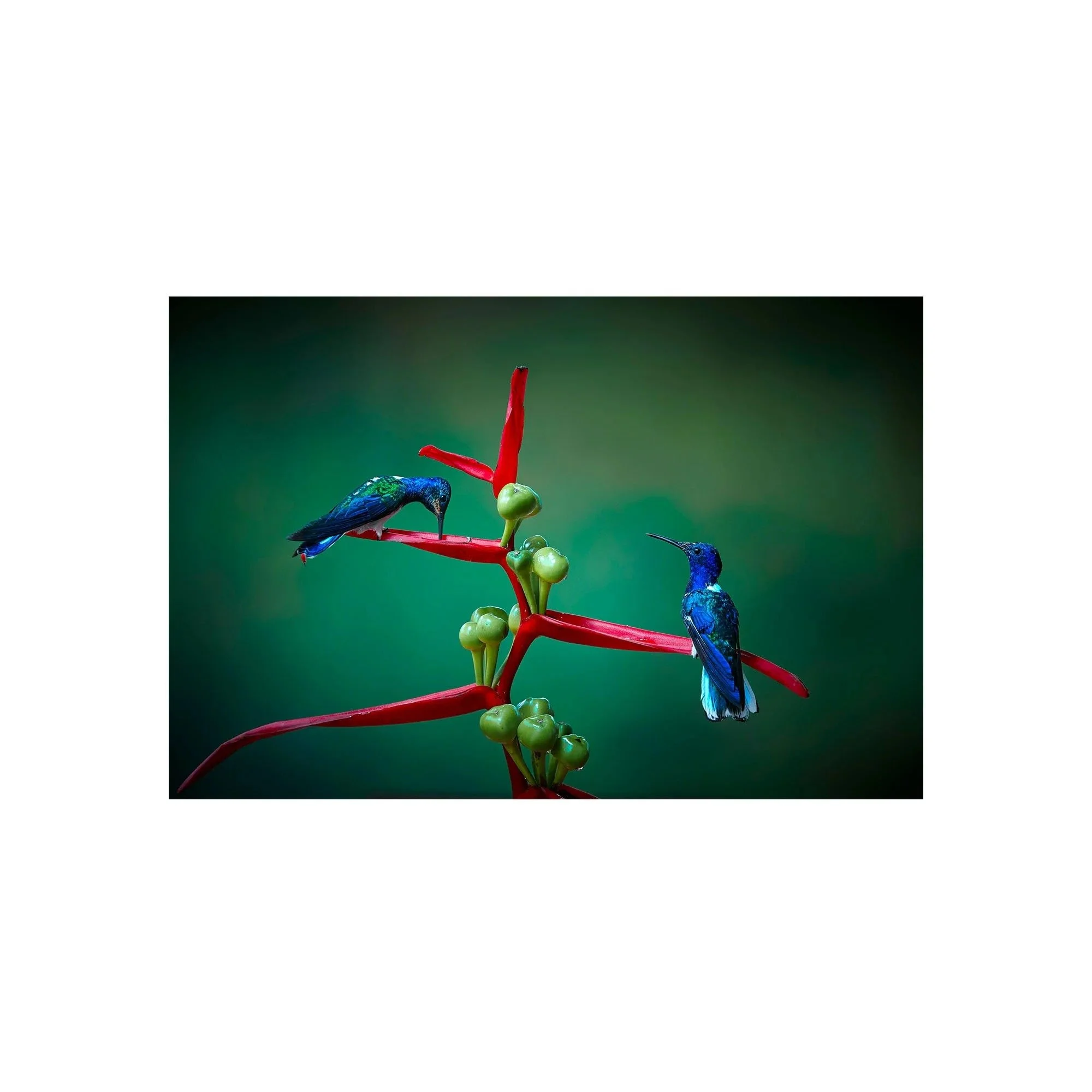 Sapphire Duo by John Wiseman, a signed limited-edition fine art photography print from IRID Gallery