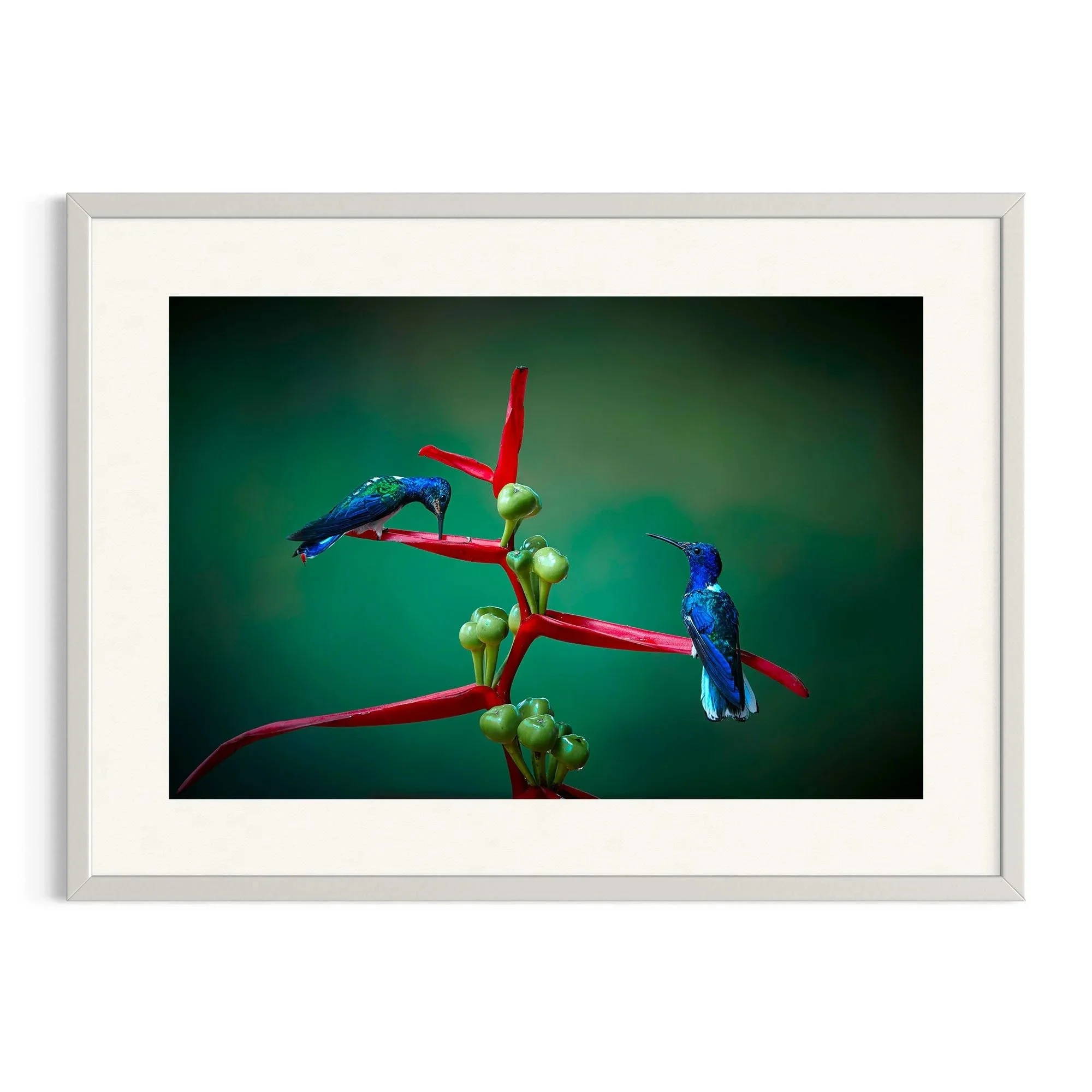 Sapphire Duo by John Wiseman shown in a white frame, a signed limited-edition fine art photography print from IRID Gallery