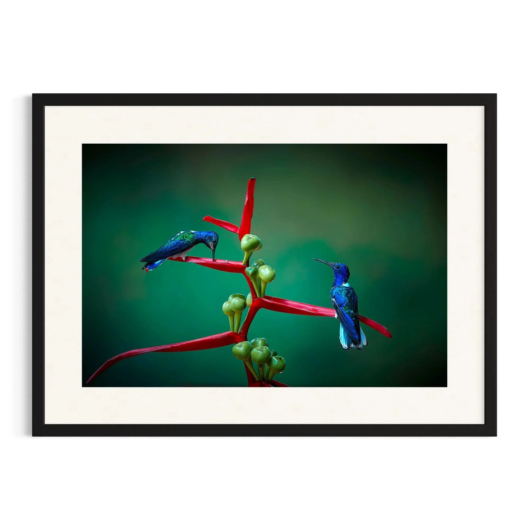 Sapphire Duo by John Wiseman shown in a black frame, a signed limited-edition fine art photography print from IRID Gallery