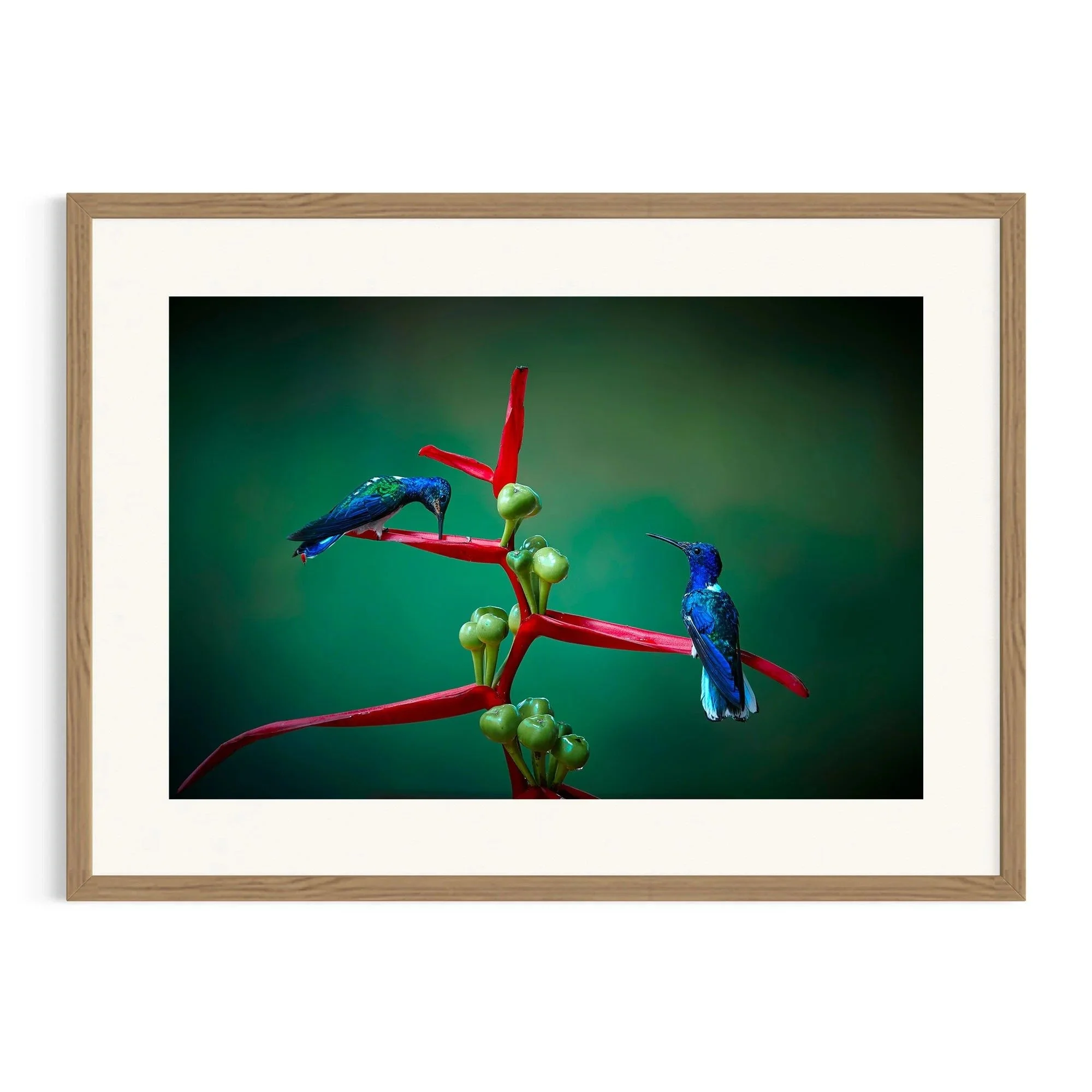 Sapphire Duo by John Wiseman shown in a raw oak frame, a signed limited-edition fine art photography print from IRID Gallery