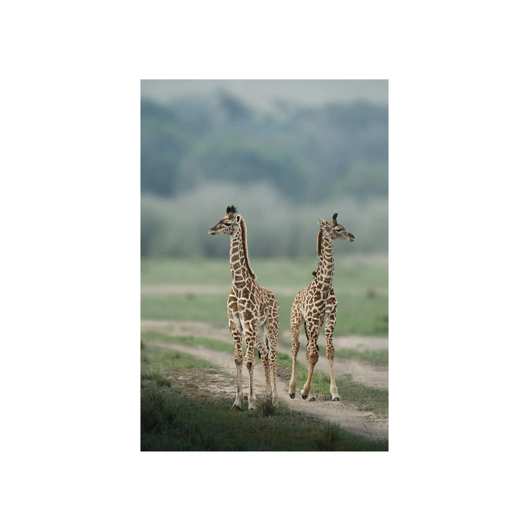 Side by Side by John Wiseman, a signed limited-edition fine art photography print from IRID Gallery