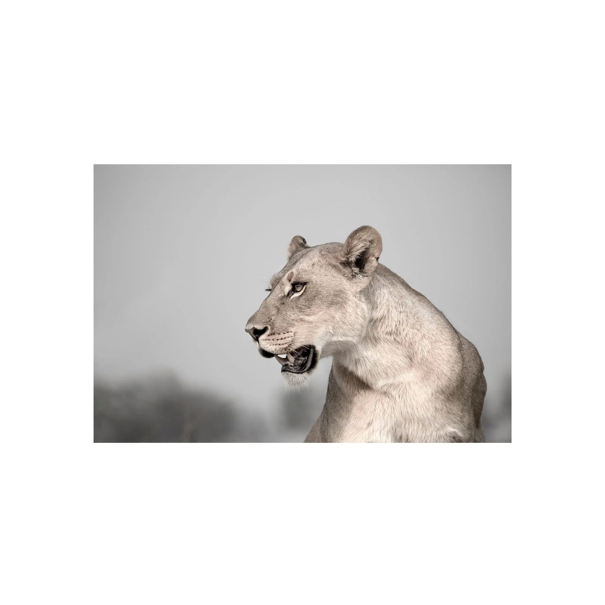 Silent Majesty by John Wiseman, a signed limited-edition fine art photography print from IRID Gallery