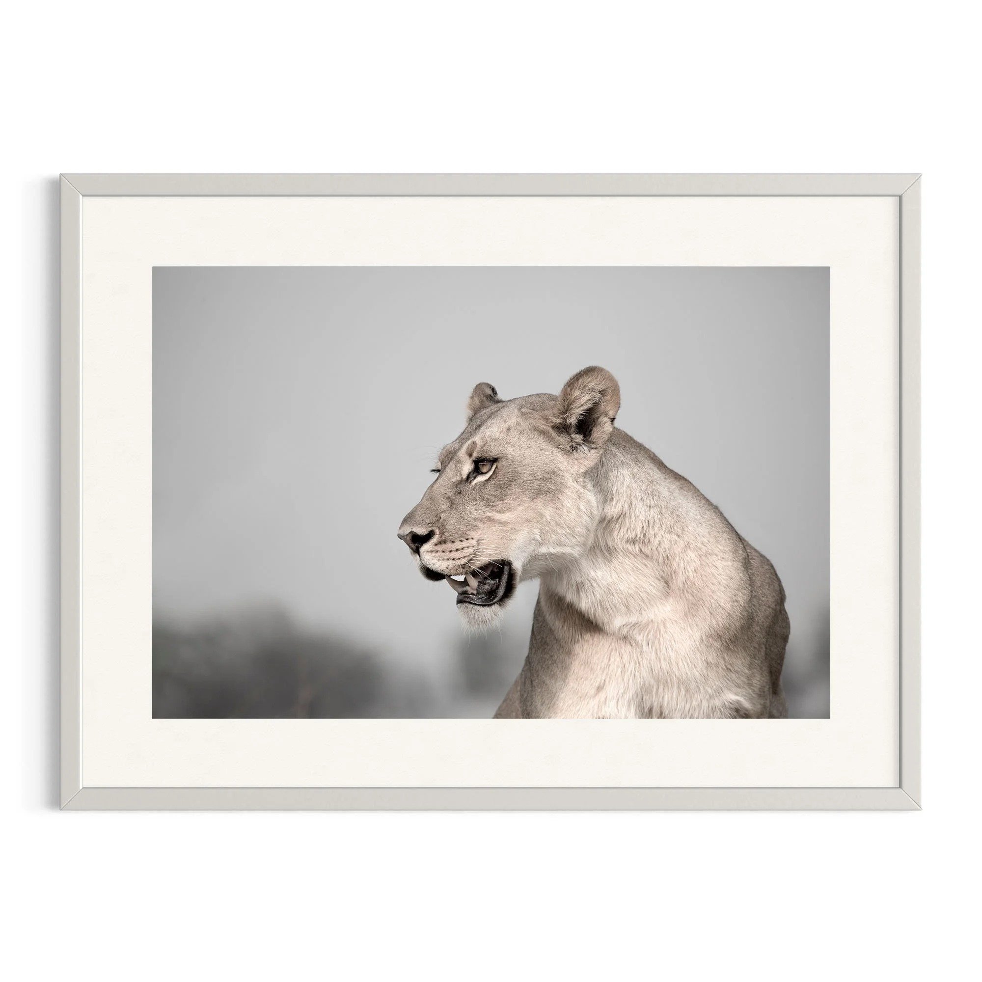 Silent Majesty by John Wiseman shown in a white frame, a signed limited-edition fine art photography print from IRID Gallery