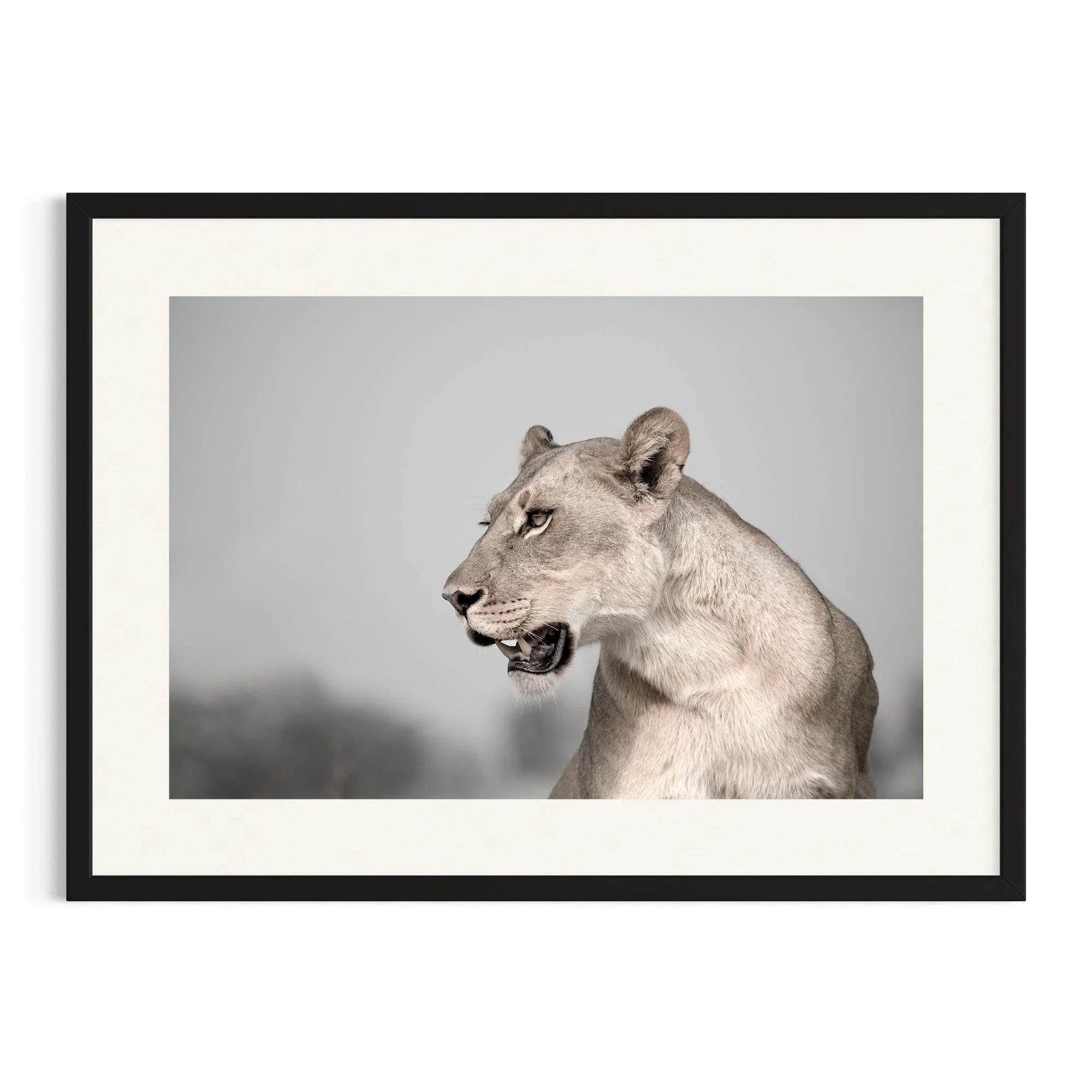 Silent Majesty by John Wiseman shown in a black frame, a signed limited-edition fine art photography print from IRID Gallery