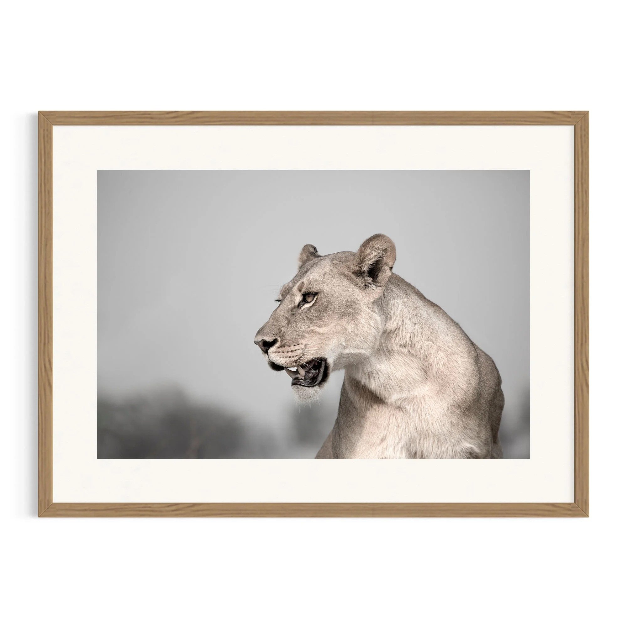 Silent Majesty by John Wiseman shown in a raw oak frame, a signed limited-edition fine art photography print from IRID Gallery