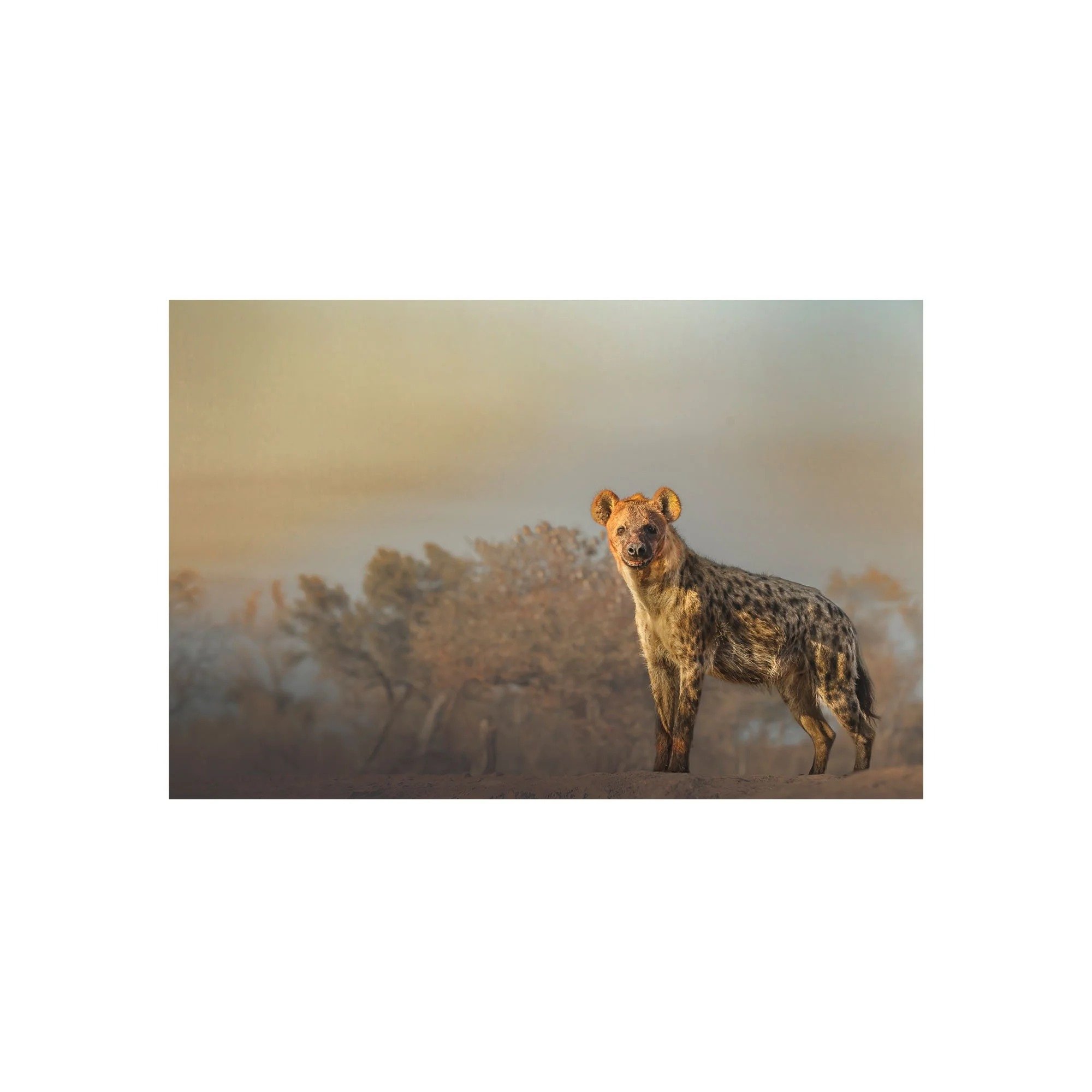 Silent Stare by John Wiseman, a signed limited-edition fine art photography print from IRID Gallery