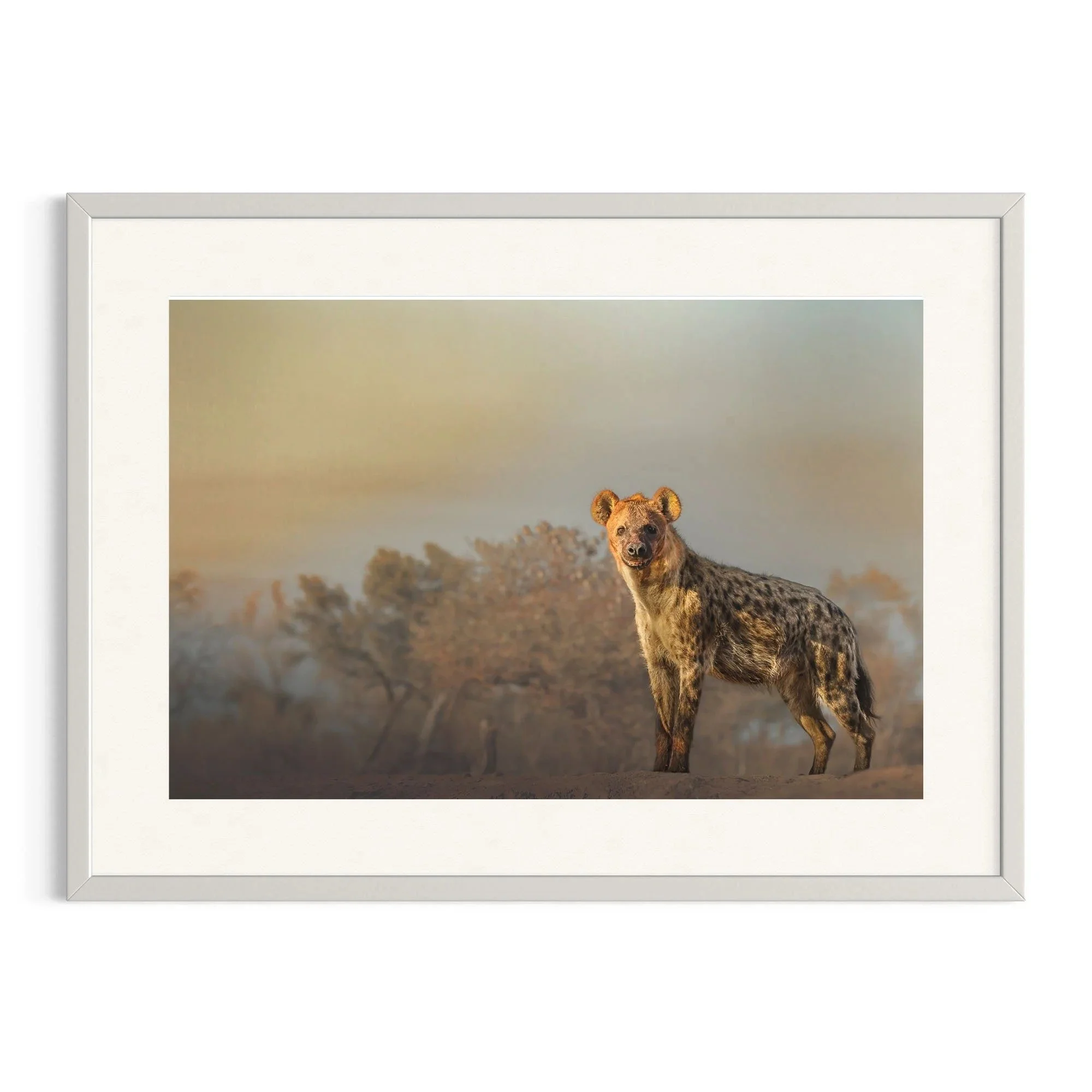 Silent Stare by John Wiseman shown in a white frame, a signed limited-edition fine art photography print from IRID Gallery
