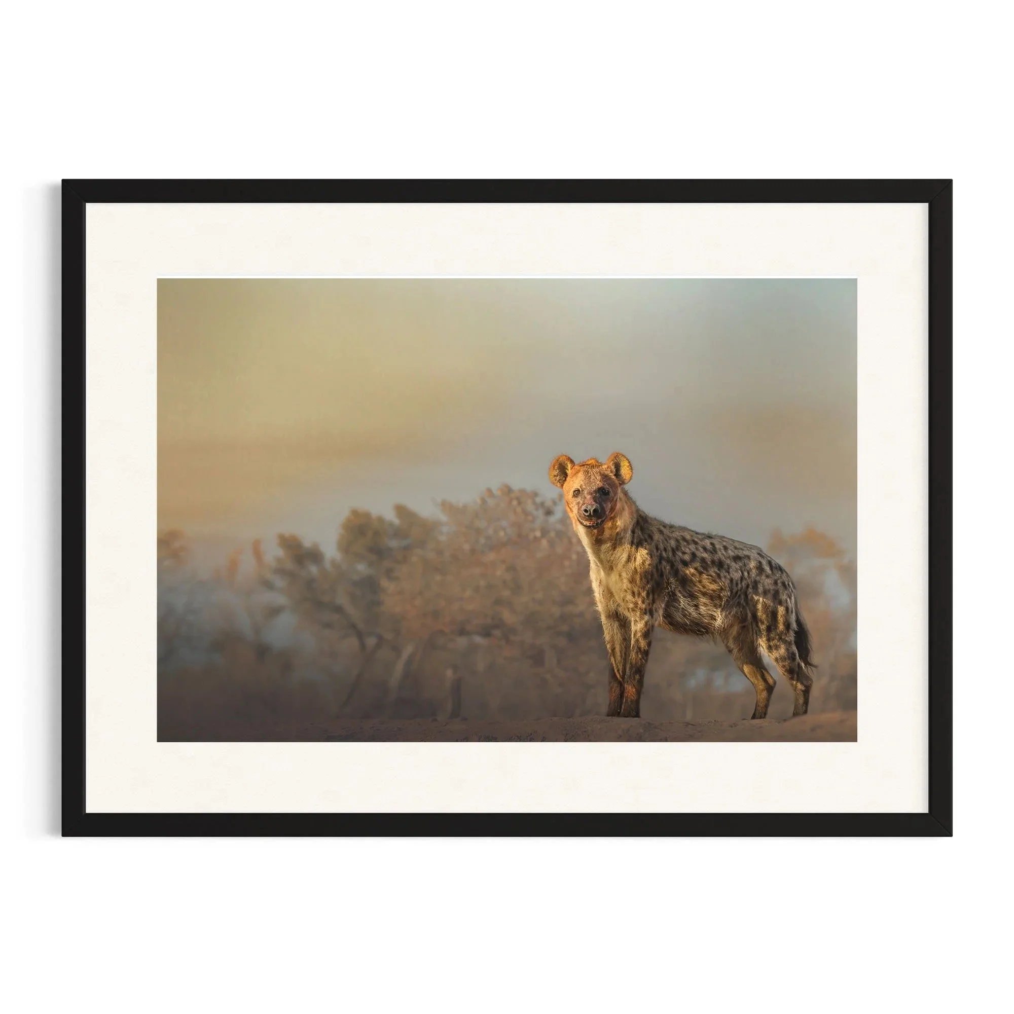 Silent Stare by John Wiseman shown in a black frame, a signed limited-edition fine art photography print from IRID Gallery