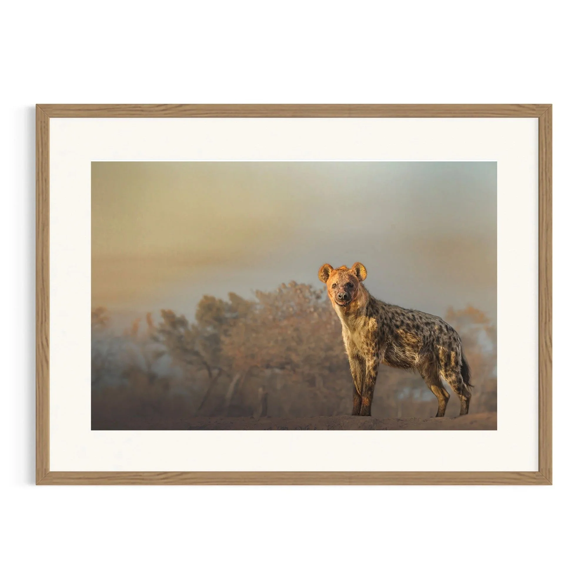 Silent Stare by John Wiseman shown in a raw oak frame, a signed limited-edition fine art photography print from IRID Gallery