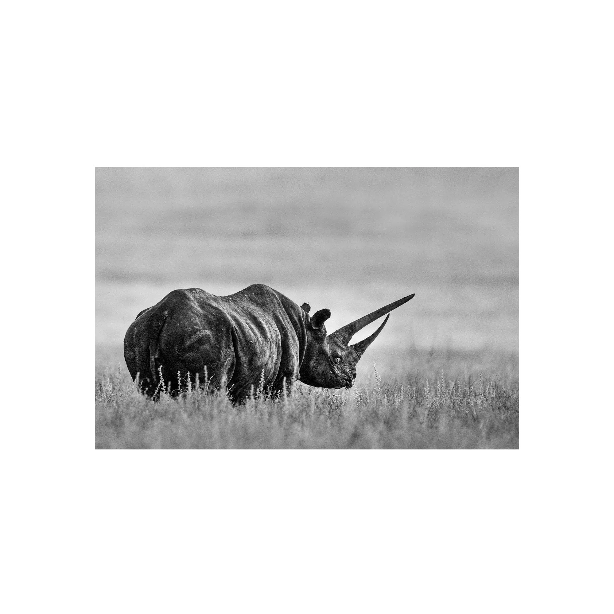 Sonia's Legacy by John Wiseman, a signed limited-edition fine art photography print from IRID Gallery
