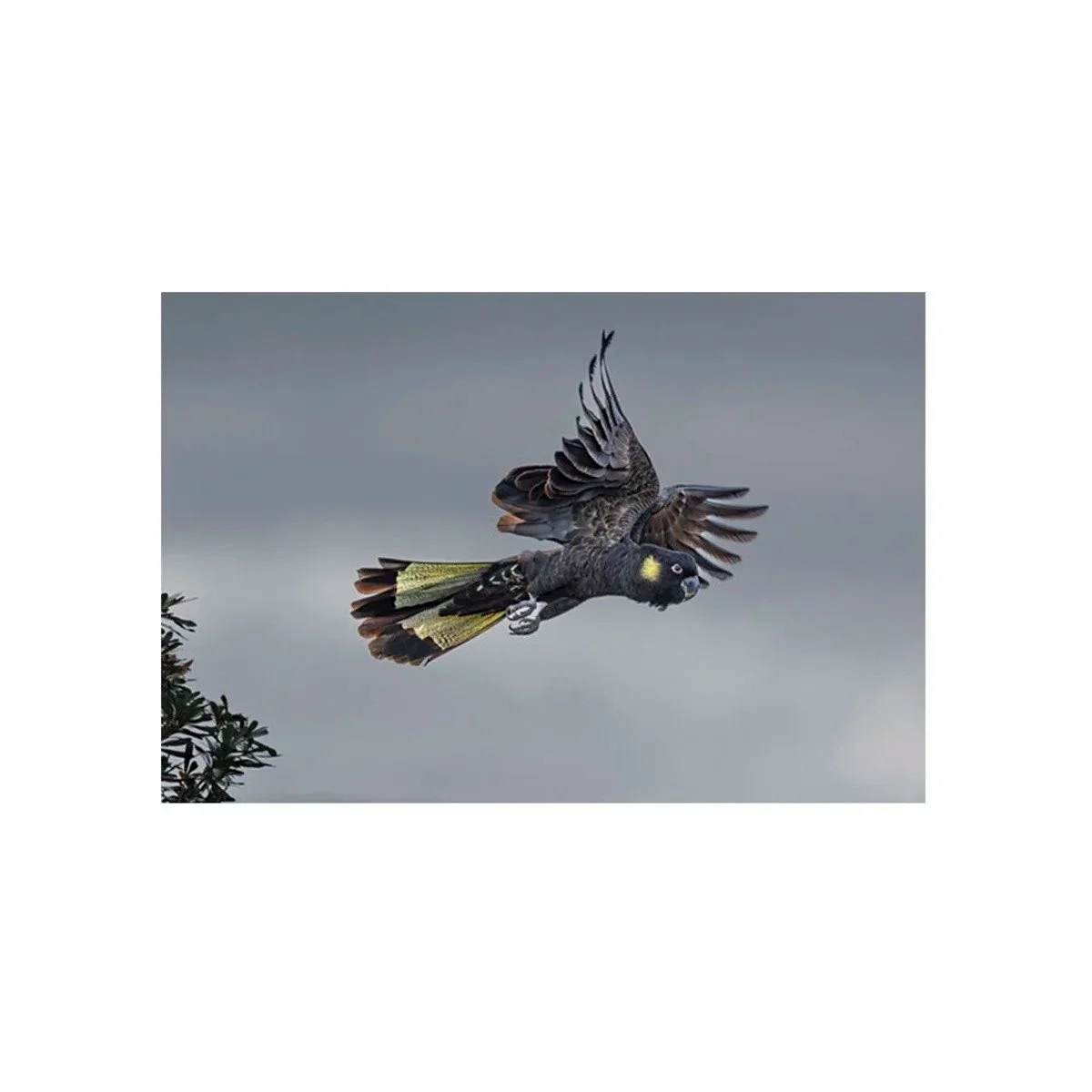 Stormborne Flight by John Wiseman, a signed limited-edition fine art photography print from IRID Gallery