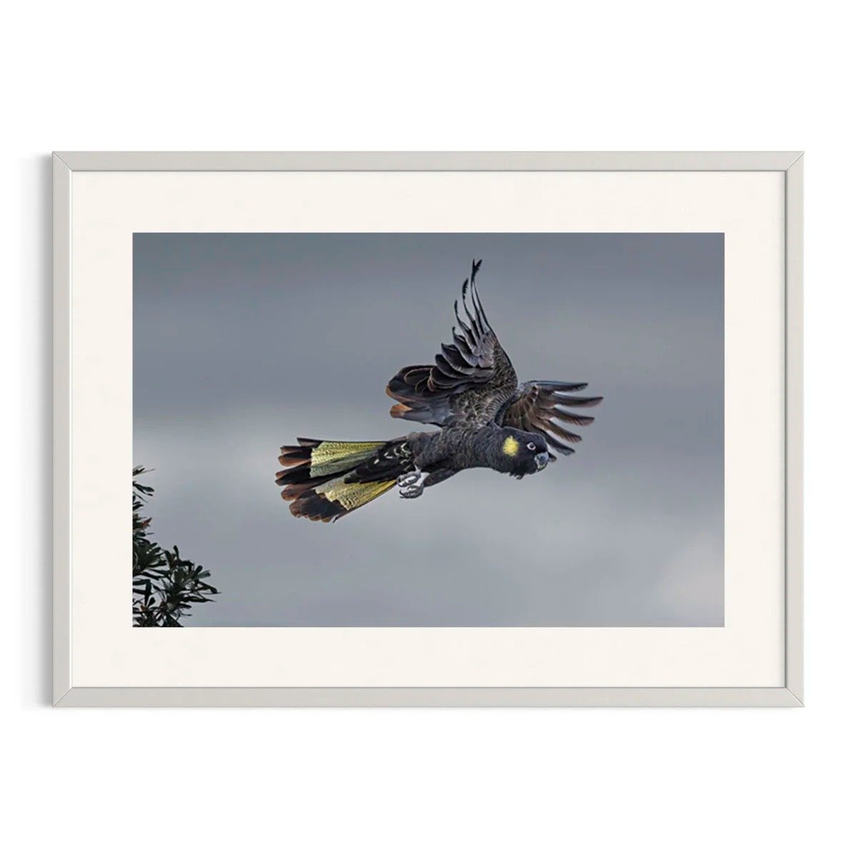 Stormborne Flight by John Wiseman shown in a white frame, a signed limited-edition fine art photography print from IRID Gallery