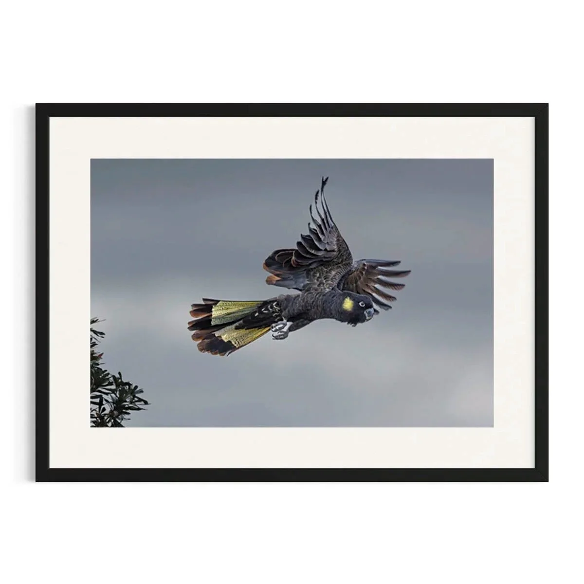 Stormborne Flight by John Wiseman shown in a black frame, a signed limited-edition fine art photography print from IRID Gallery