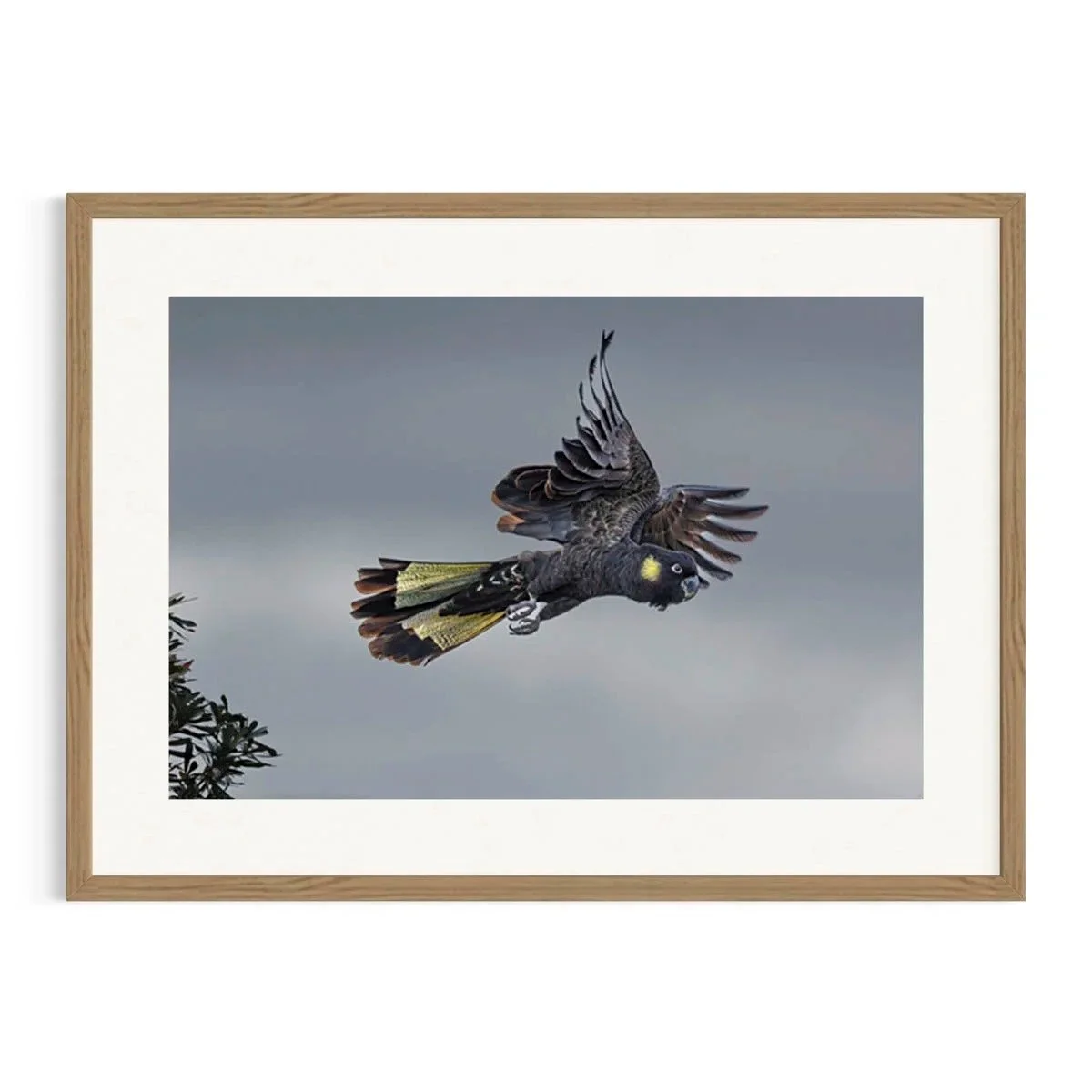 Stormborne Flight by John Wiseman shown in a Tasmanian oak frame, a signed limited-edition fine art photography print from IRID Gallery