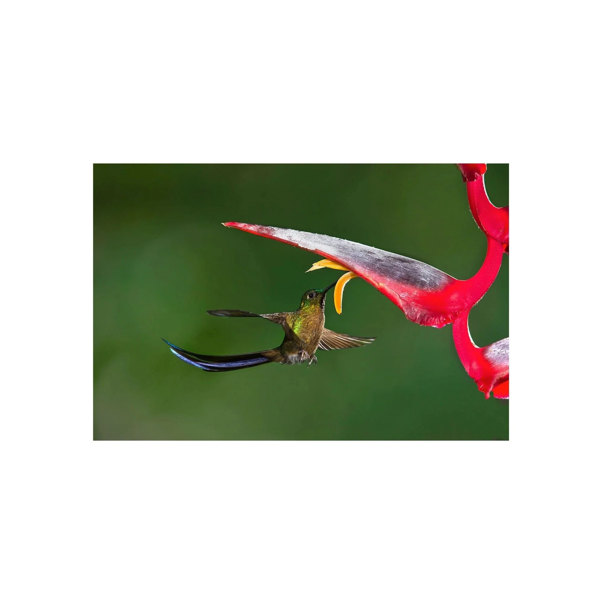 Tails of the Jungle by John Wiseman, a signed limited-edition fine art photography print from IRID Gallery