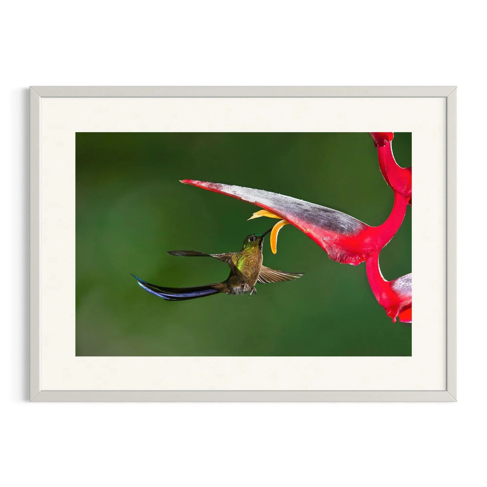 Tails of the Jungle by John Wiseman shown in a white frame, a signed limited-edition fine art photography print from IRID Gallery