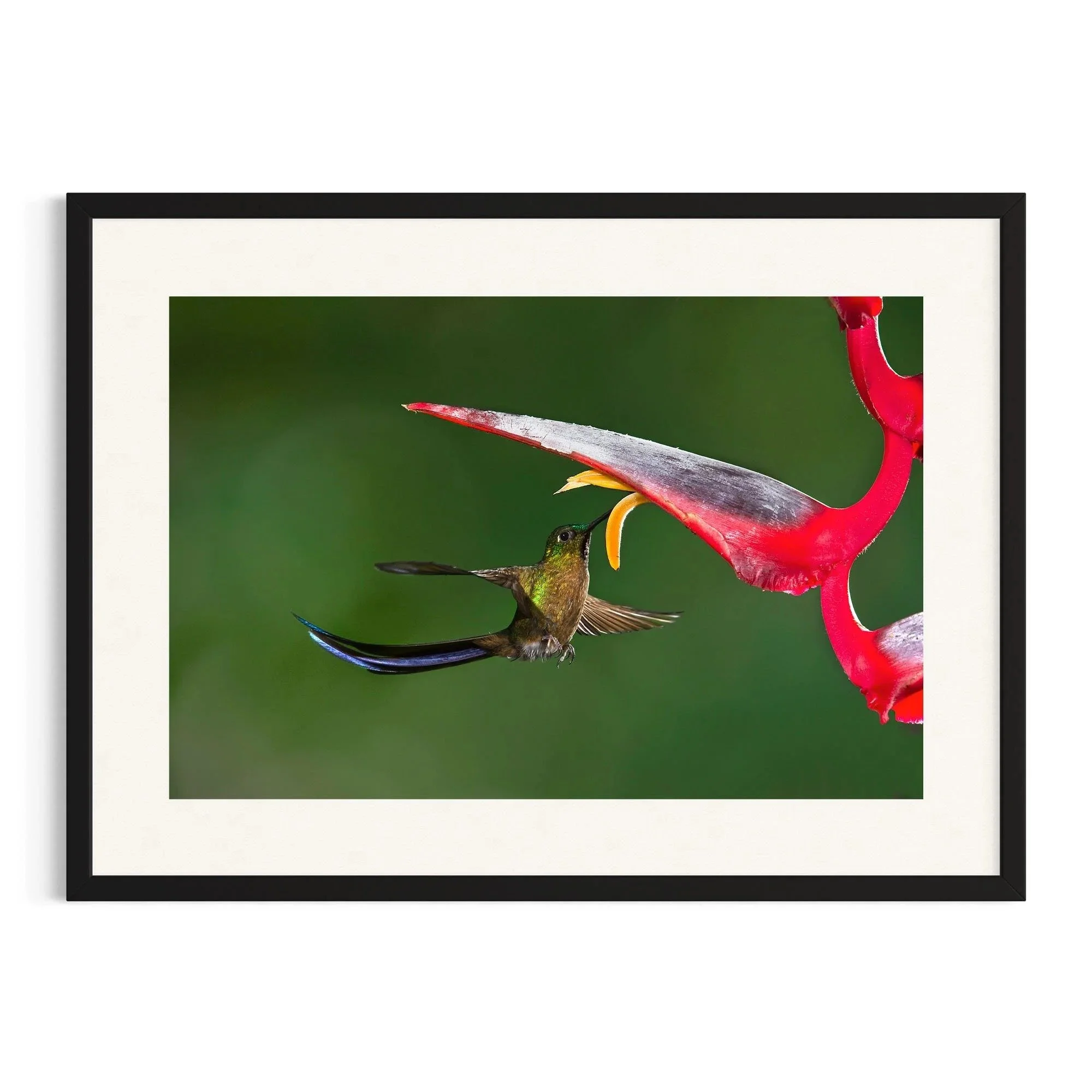 Tails of the Jungle by John Wiseman shown in a black frame, a signed limited-edition fine art photography print from IRID Gallery