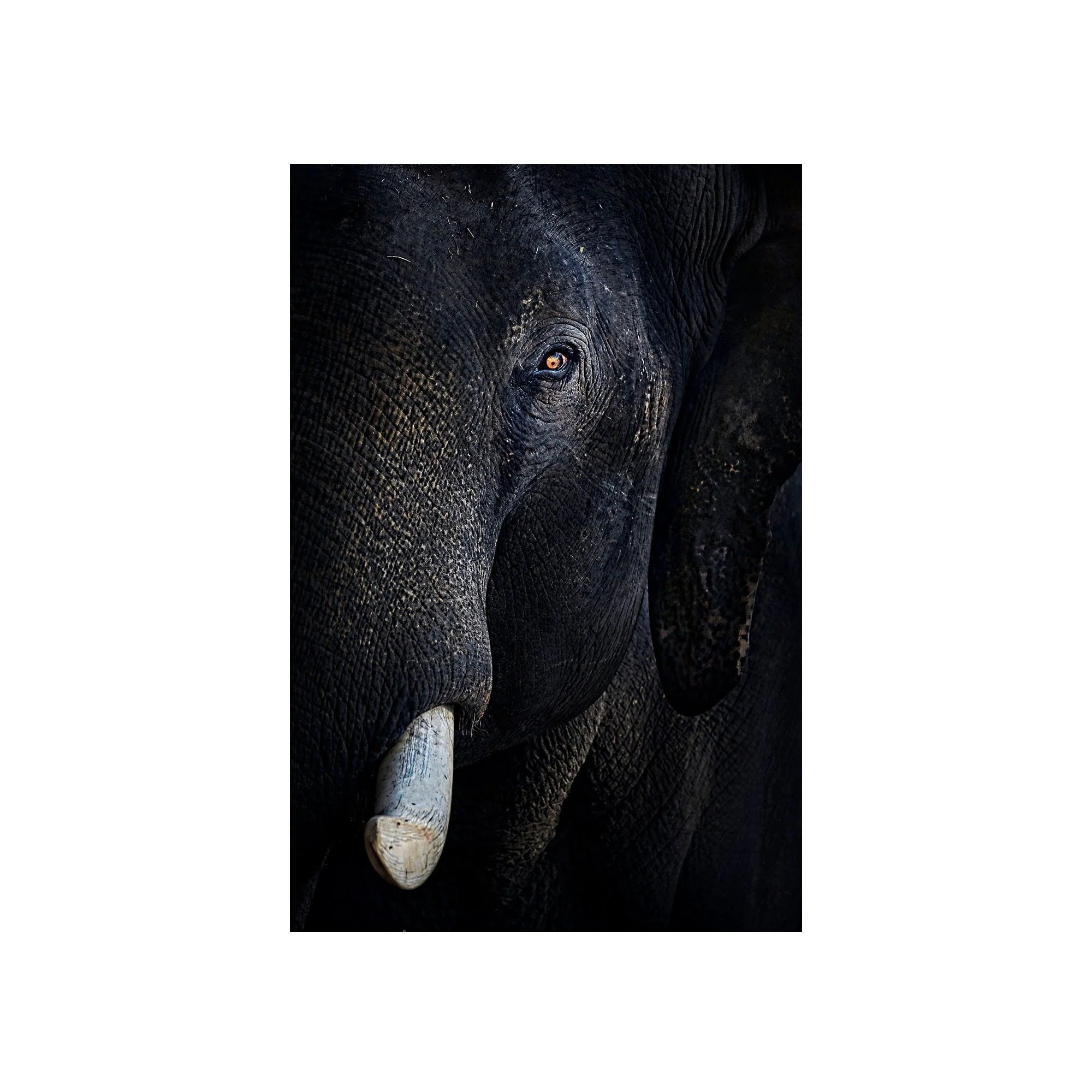 The Watchful Giant by John Wiseman, a signed limited-edition fine art photography print from IRID Gallery
