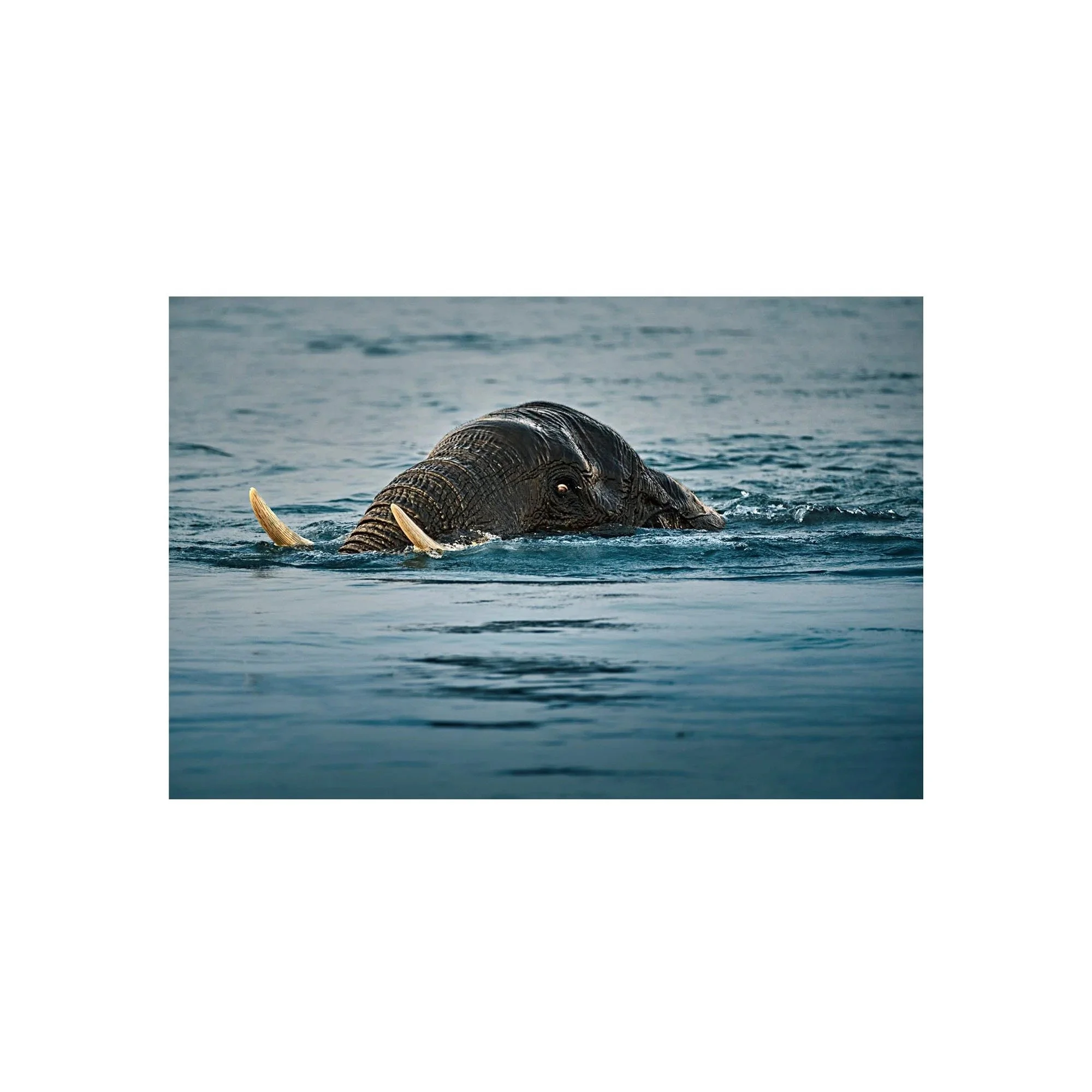 Tusked Voyager by John Wiseman, a signed limited-edition fine art photography print from IRID Gallery