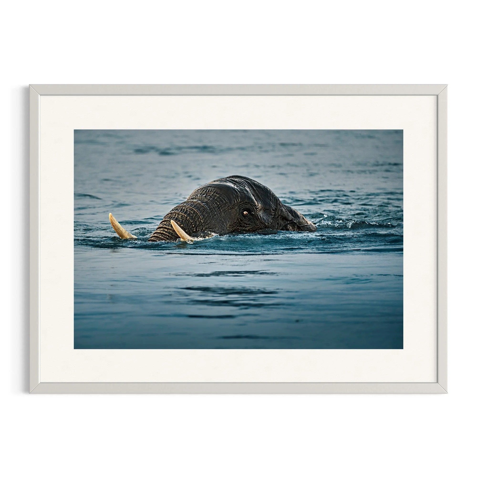 Tusked Voyager by John Wiseman shown in a white frame, a signed limited-edition fine art photography print from IRID Gallery