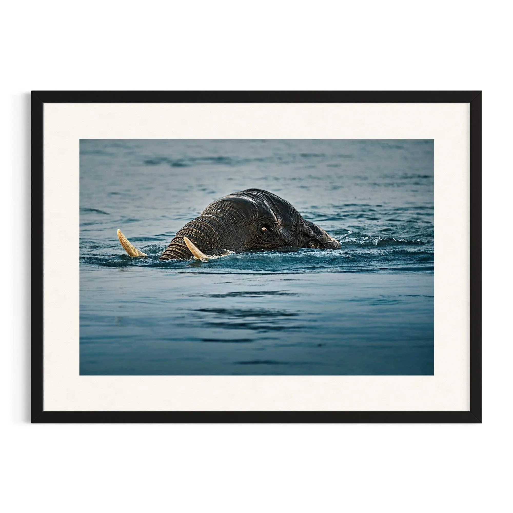Tusked Voyager by John Wiseman shown in a black frame, a signed limited-edition fine art photography print from IRID Gallery