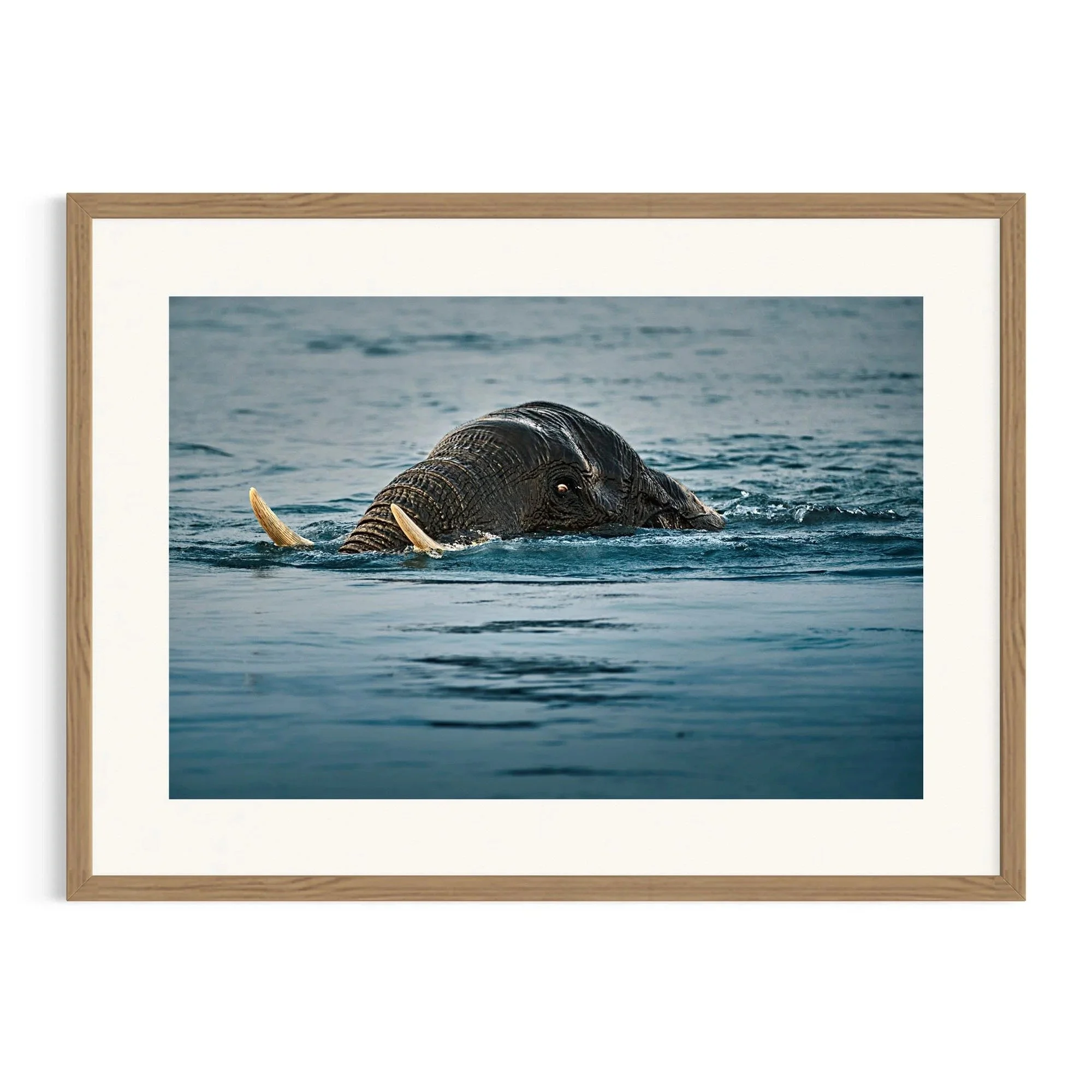 Tusked Voyager by John Wiseman shown in a framed frame, a signed limited-edition fine art photography print from IRID Gallery
