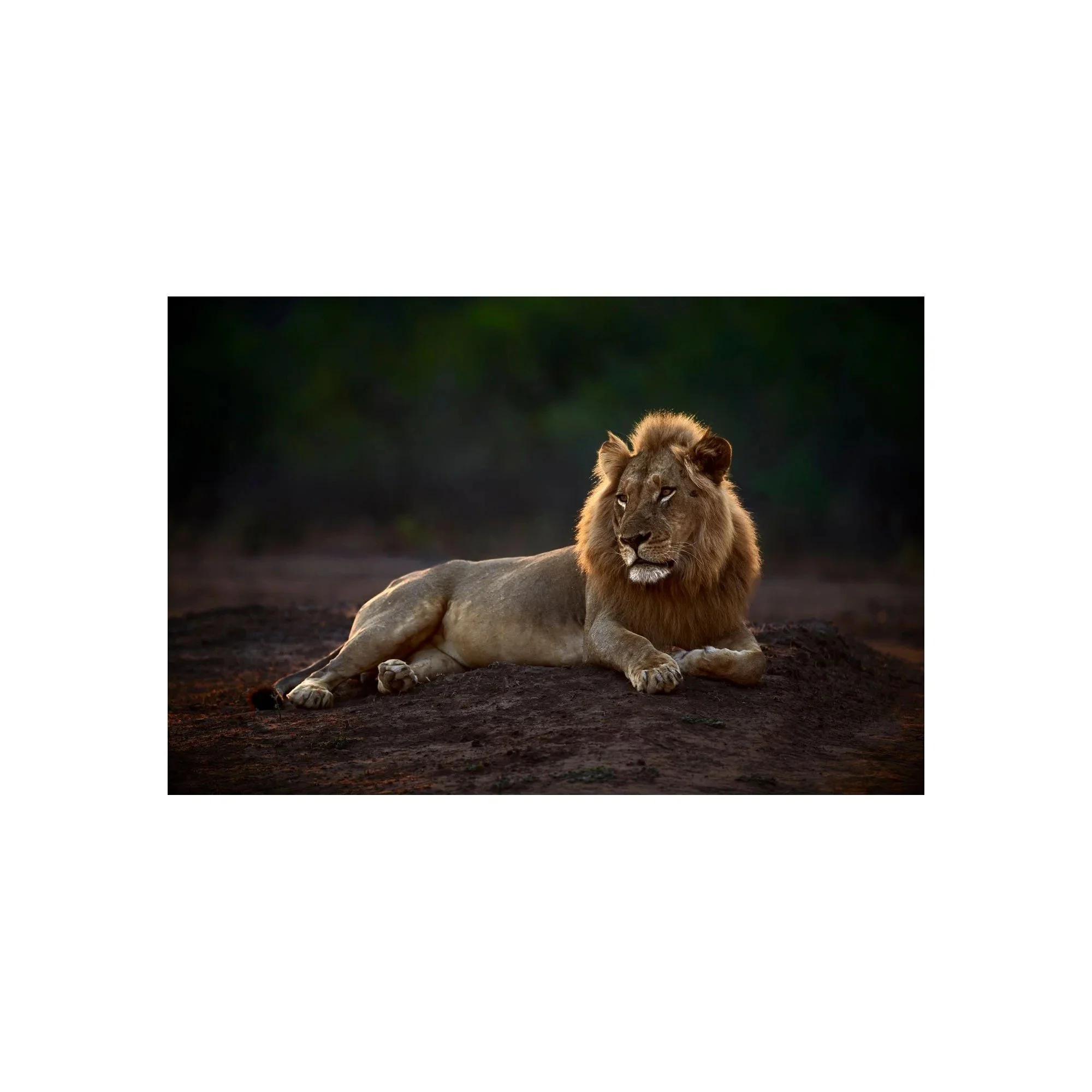 Untamed Calm by John Wiseman, a signed limited-edition fine art photography print from IRID Gallery
