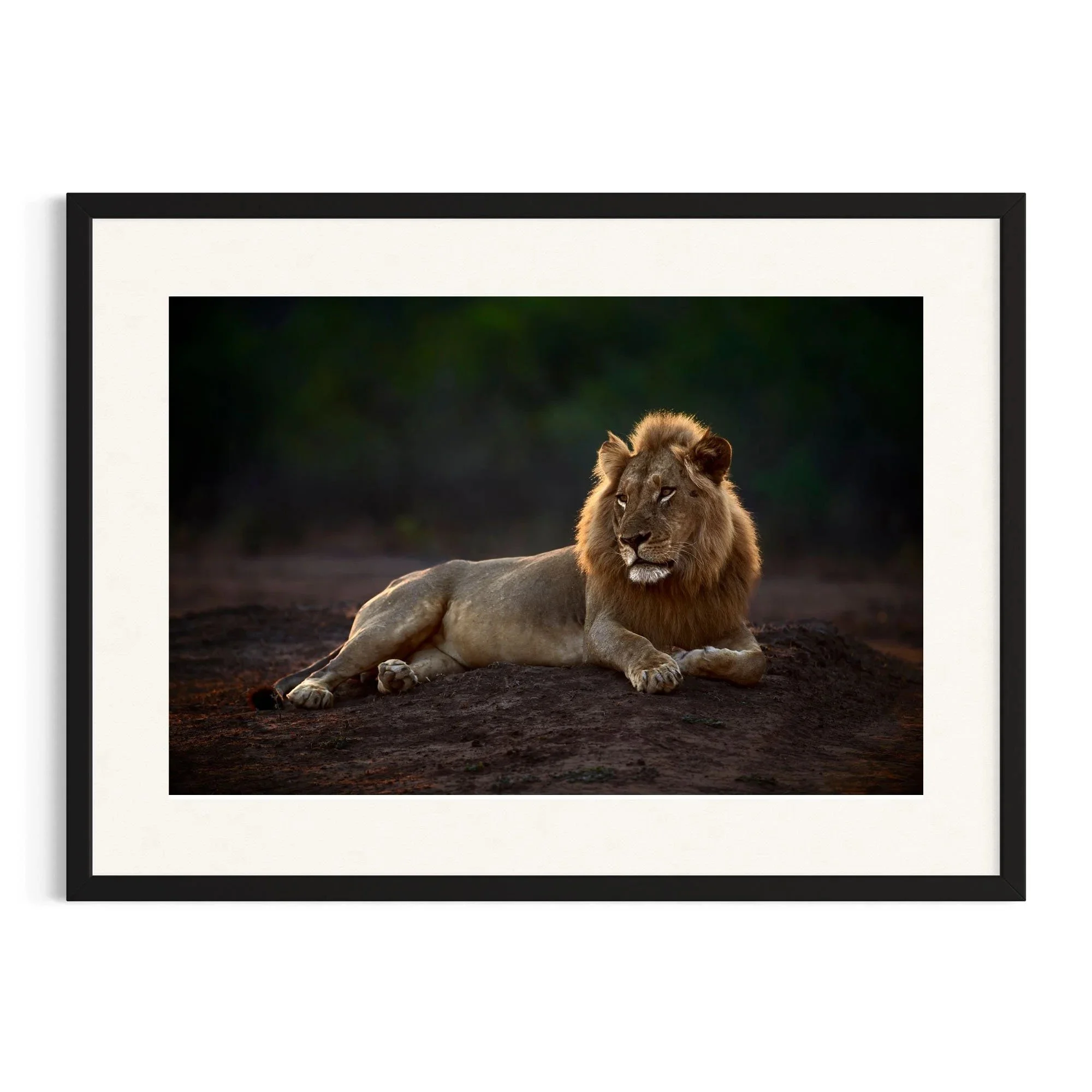 Untamed Calm by John Wiseman shown in a black frame, a signed limited-edition fine art photography print from IRID Gallery