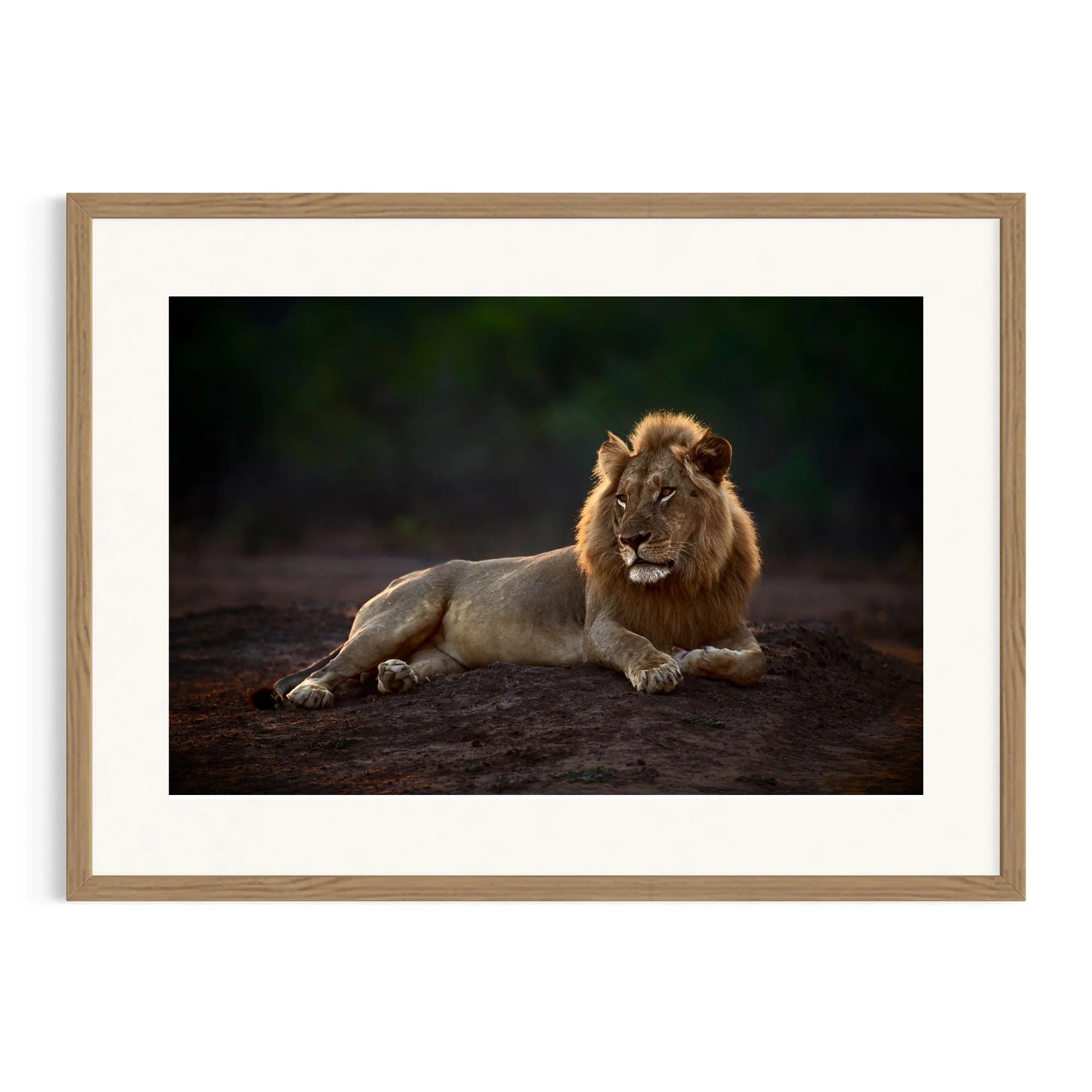 Untamed Calm by John Wiseman shown in a framed frame, a signed limited-edition fine art photography print from IRID Gallery