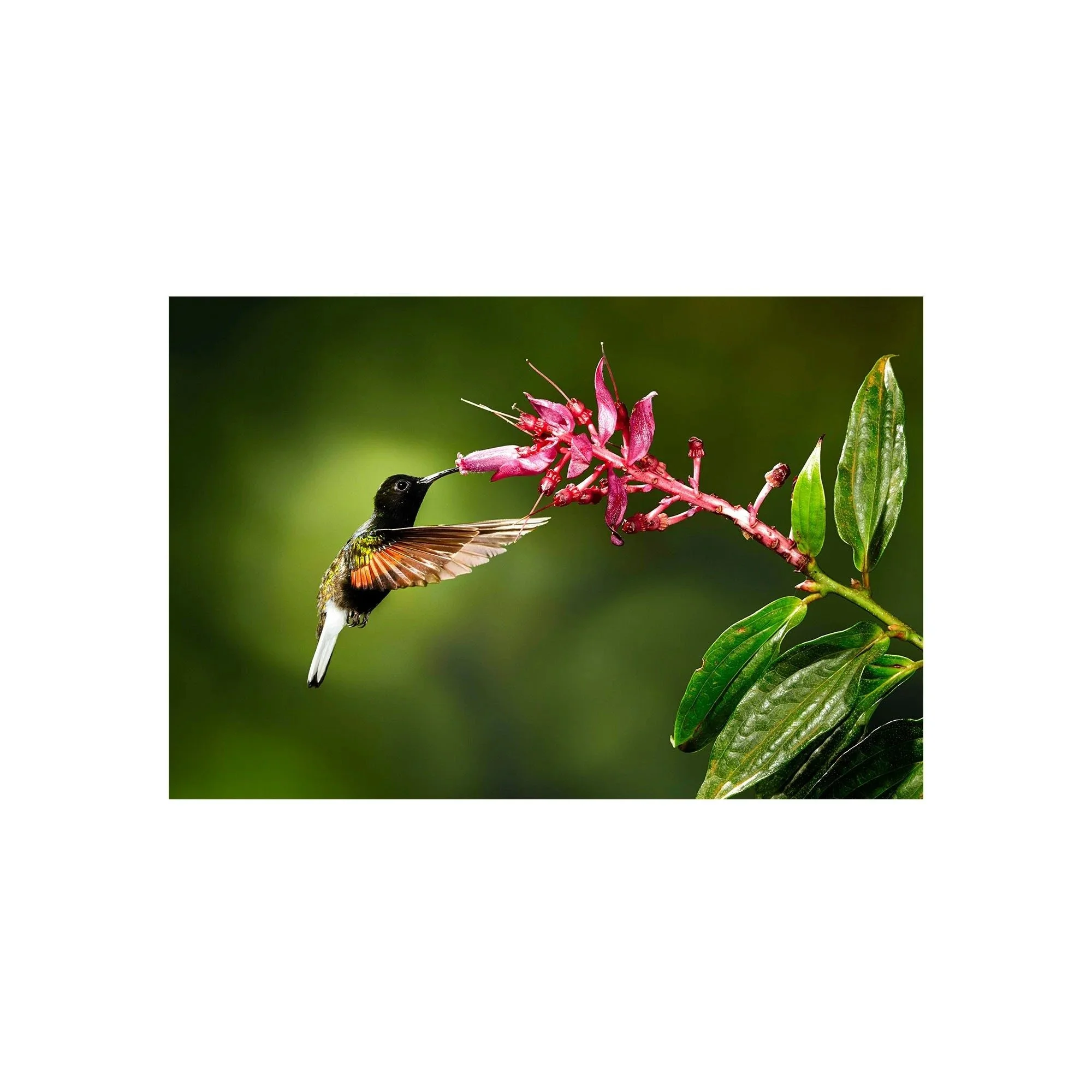 Velvet Harmony by John Wiseman, a signed limited-edition fine art photography print from IRID Gallery
