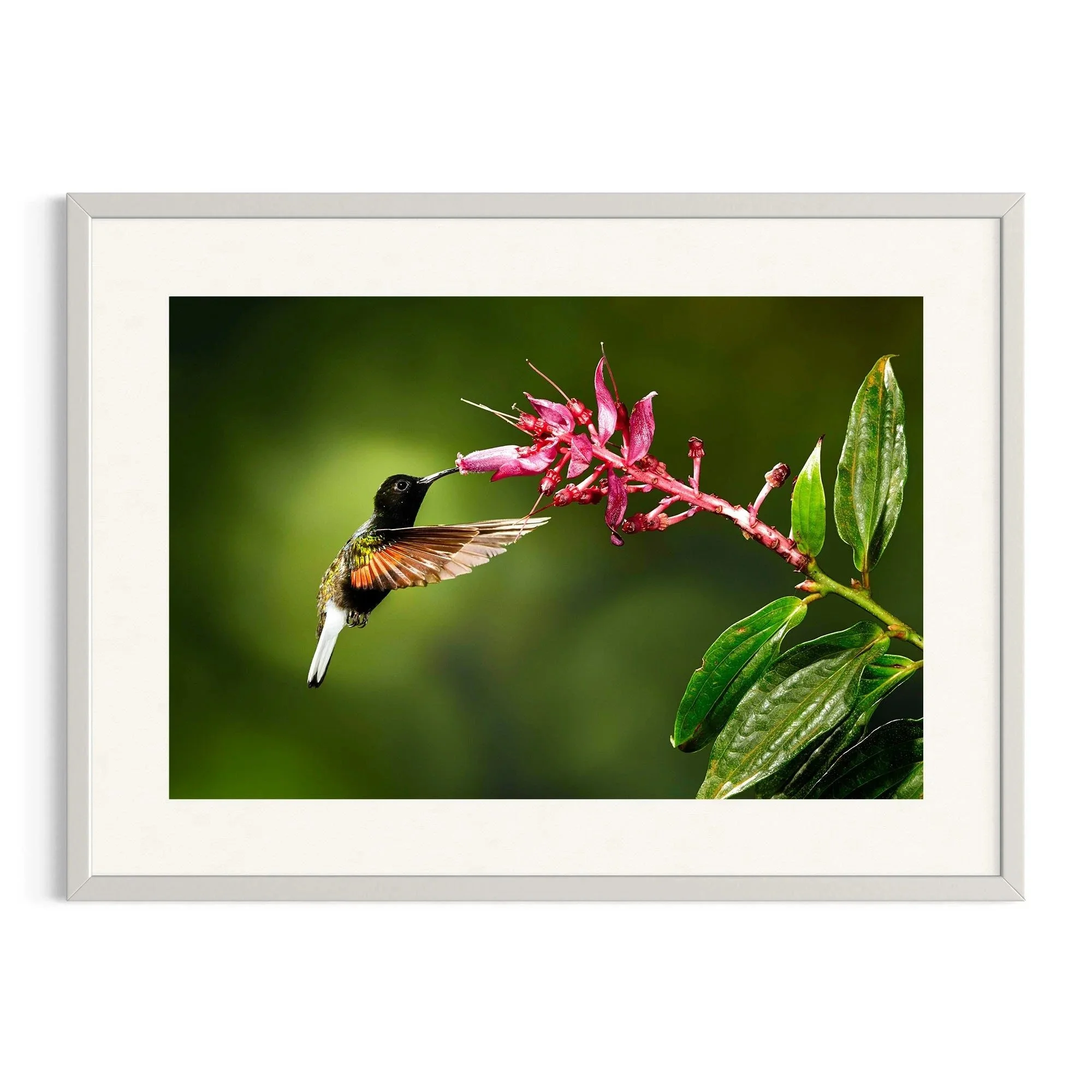 Velvet Harmony by John Wiseman shown in a white frame, a signed limited-edition fine art photography print from IRID Gallery