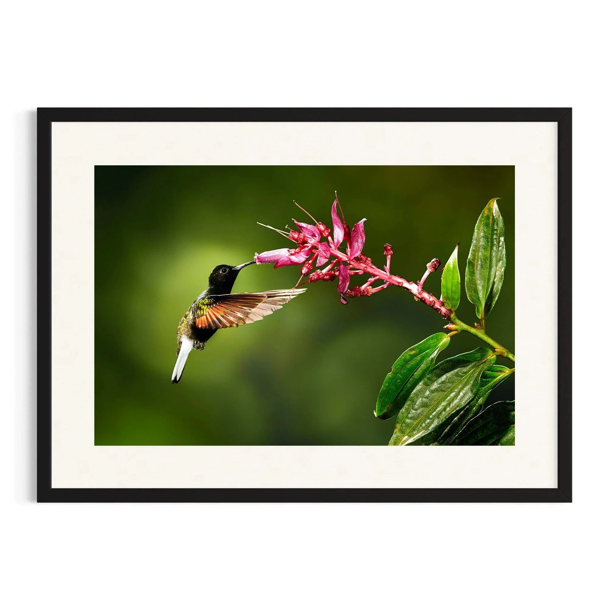 Velvet Harmony by John Wiseman shown in a black frame, a signed limited-edition fine art photography print from IRID Gallery