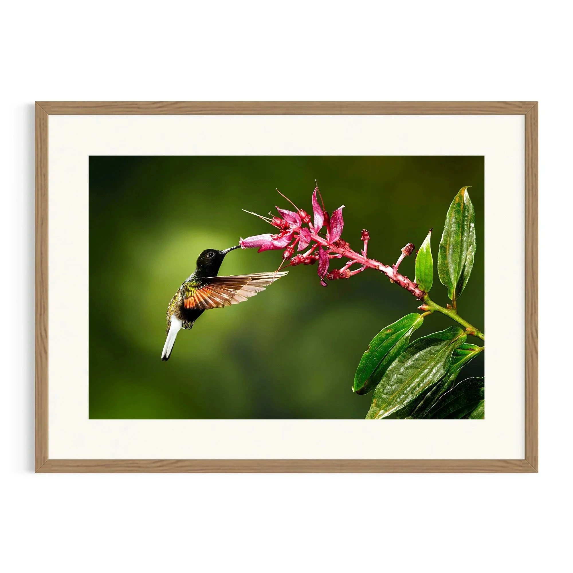 Velvet Harmony by John Wiseman shown in a raw oak frame, a signed limited-edition fine art photography print from IRID Gallery