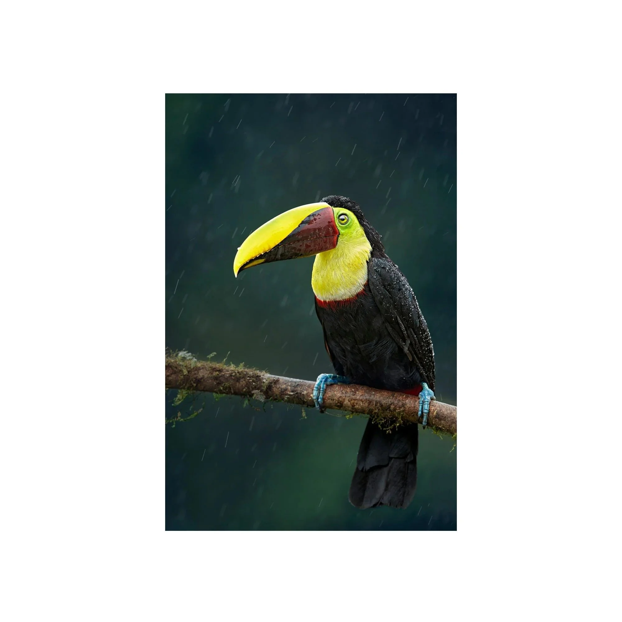 Vibrant Rainwatcher by John Wiseman, a signed limited-edition fine art photography print from IRID Gallery