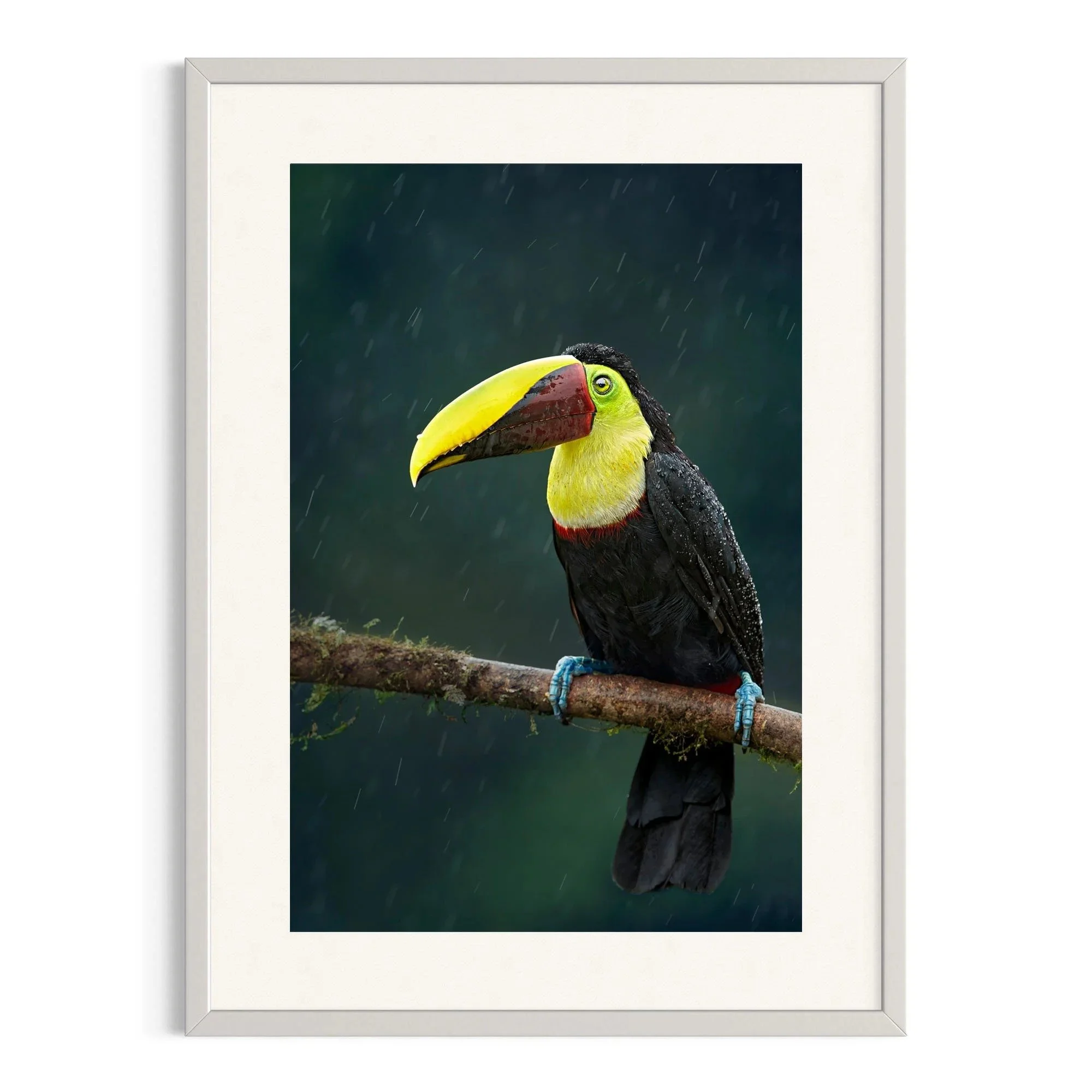 Vibrant Rainwatcher by John Wiseman shown in a white frame, a signed limited-edition fine art photography print from IRID Gallery