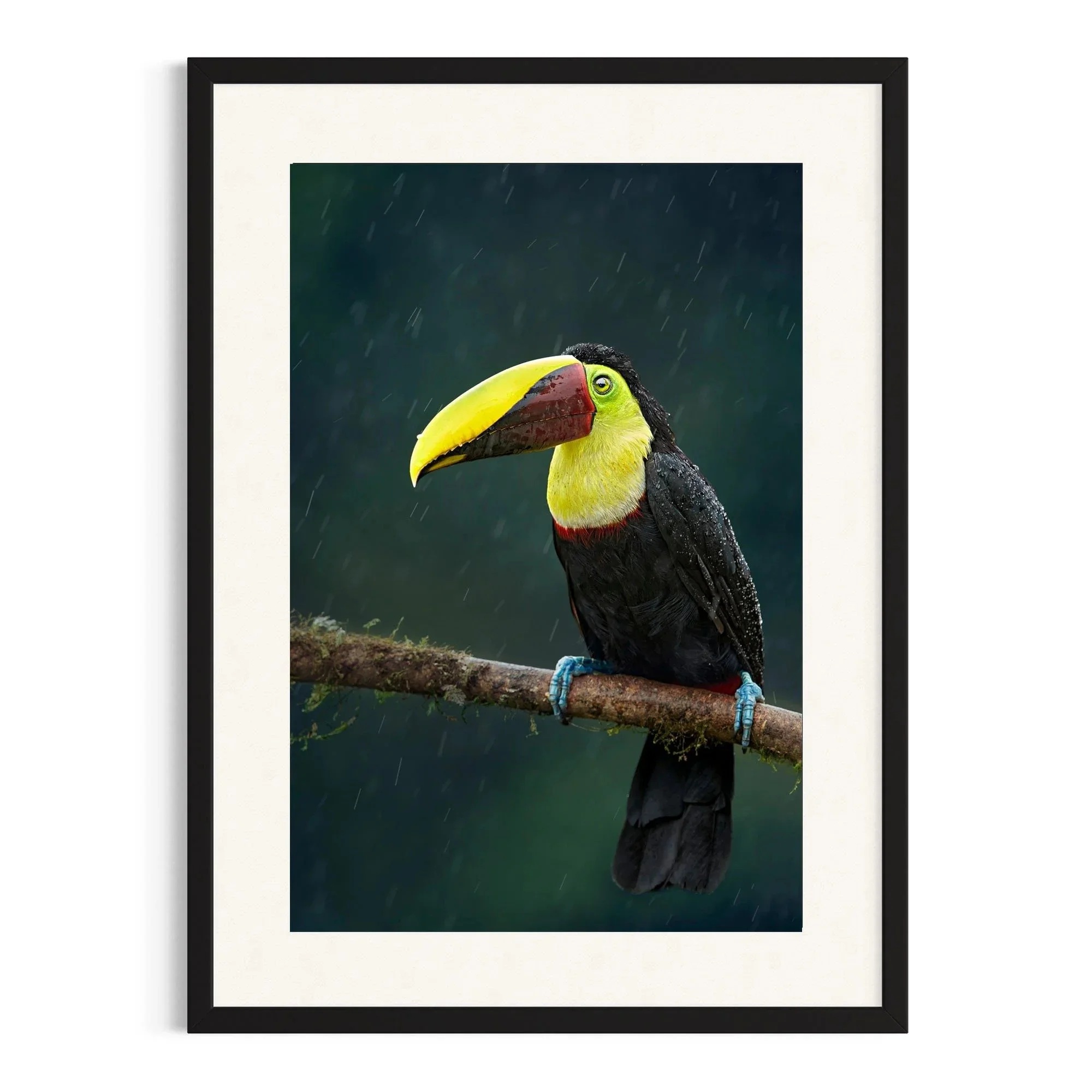 Vibrant Rainwatcher by John Wiseman shown in a black frame, a signed limited-edition fine art photography print from IRID Gallery