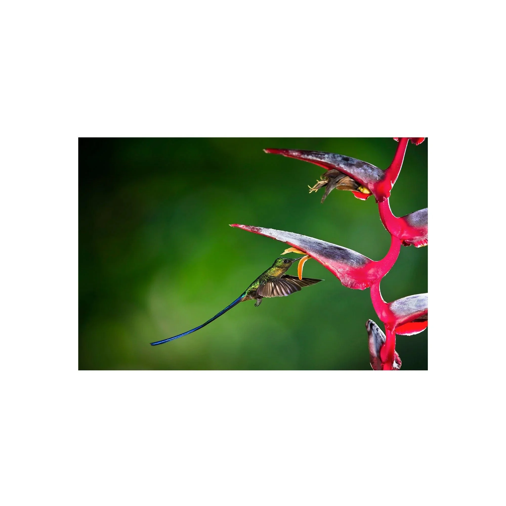 Violet Elegance by John Wiseman, a signed limited-edition fine art photography print from IRID Gallery