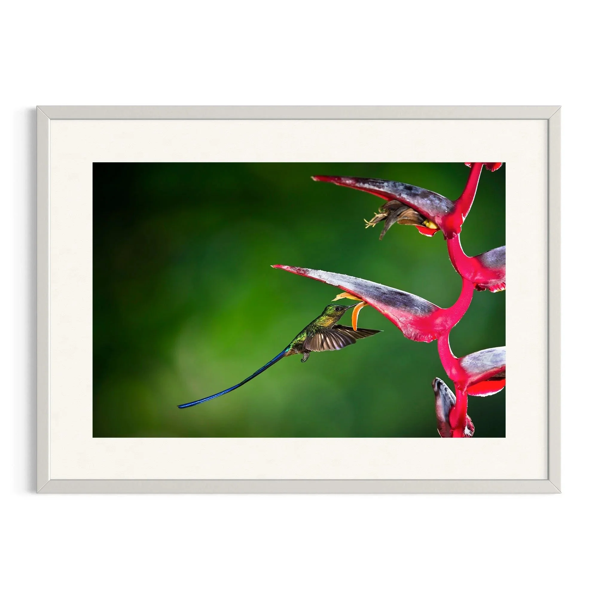 Violet Elegance by John Wiseman shown in a white frame, a signed limited-edition fine art photography print from IRID Gallery