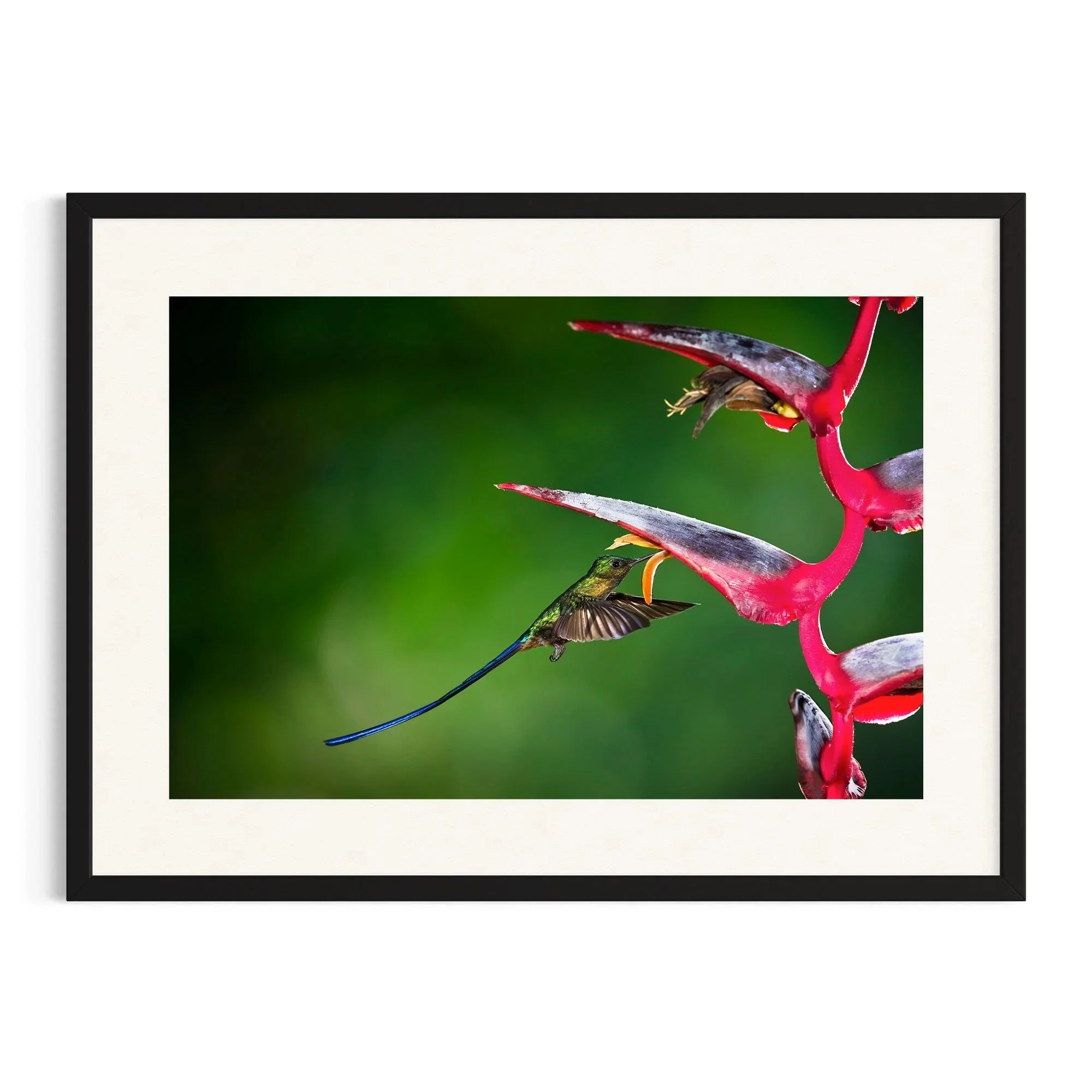 Violet Elegance by John Wiseman shown in a black frame, a signed limited-edition fine art photography print from IRID Gallery