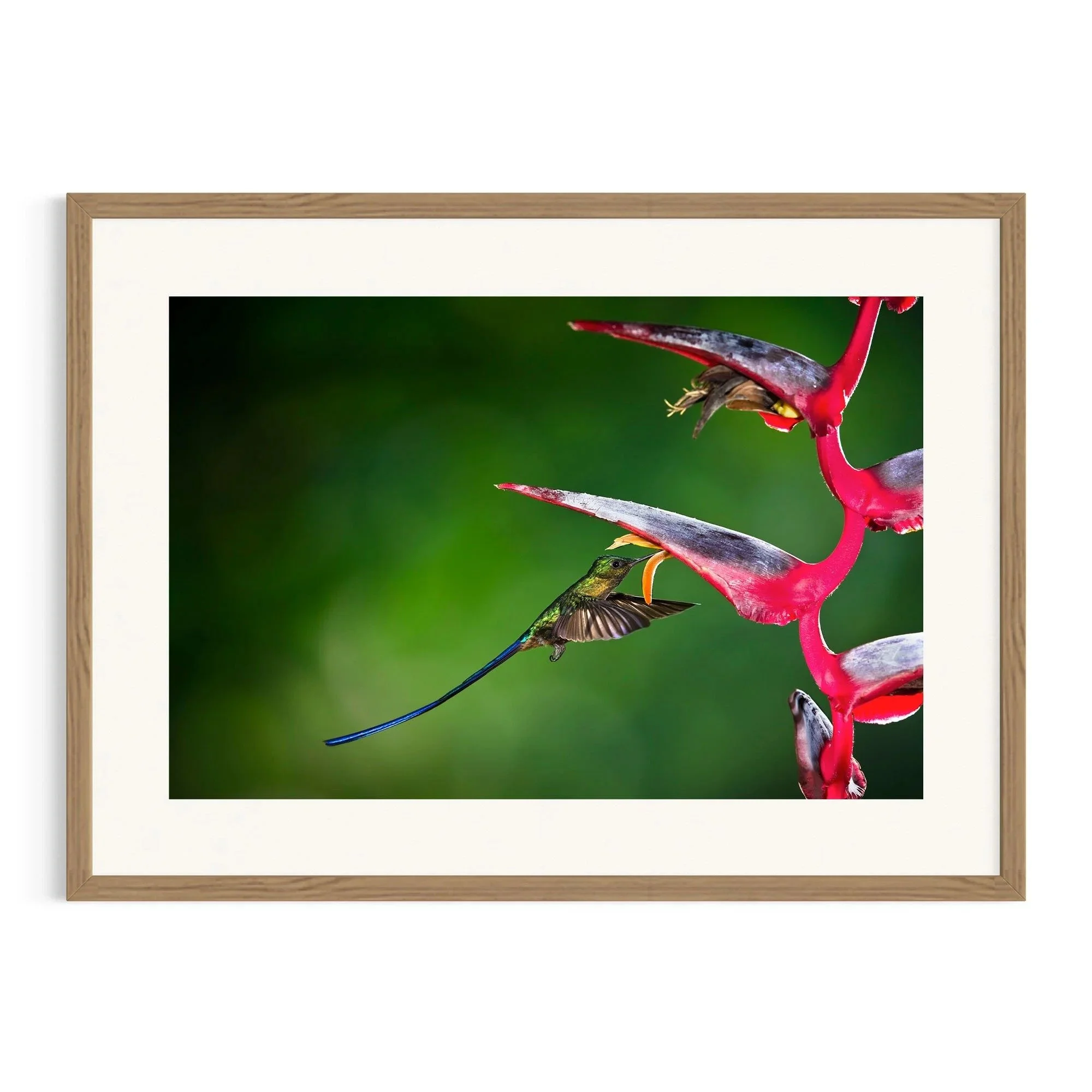 Violet Elegance by John Wiseman shown in a raw oak frame, a signed limited-edition fine art photography print from IRID Gallery