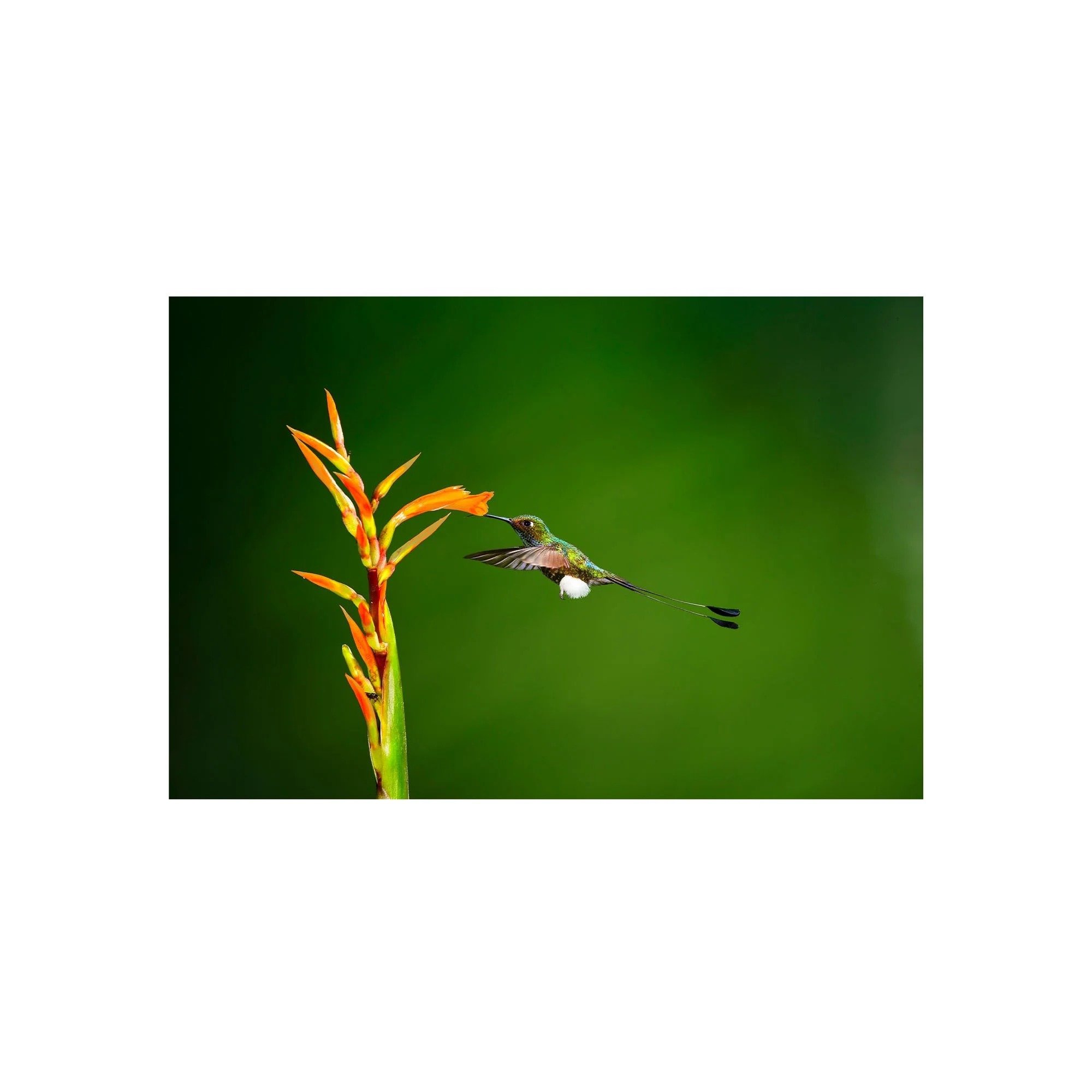 Whispers of the Canopy by John Wiseman, a signed limited-edition fine art photography print from IRID Gallery