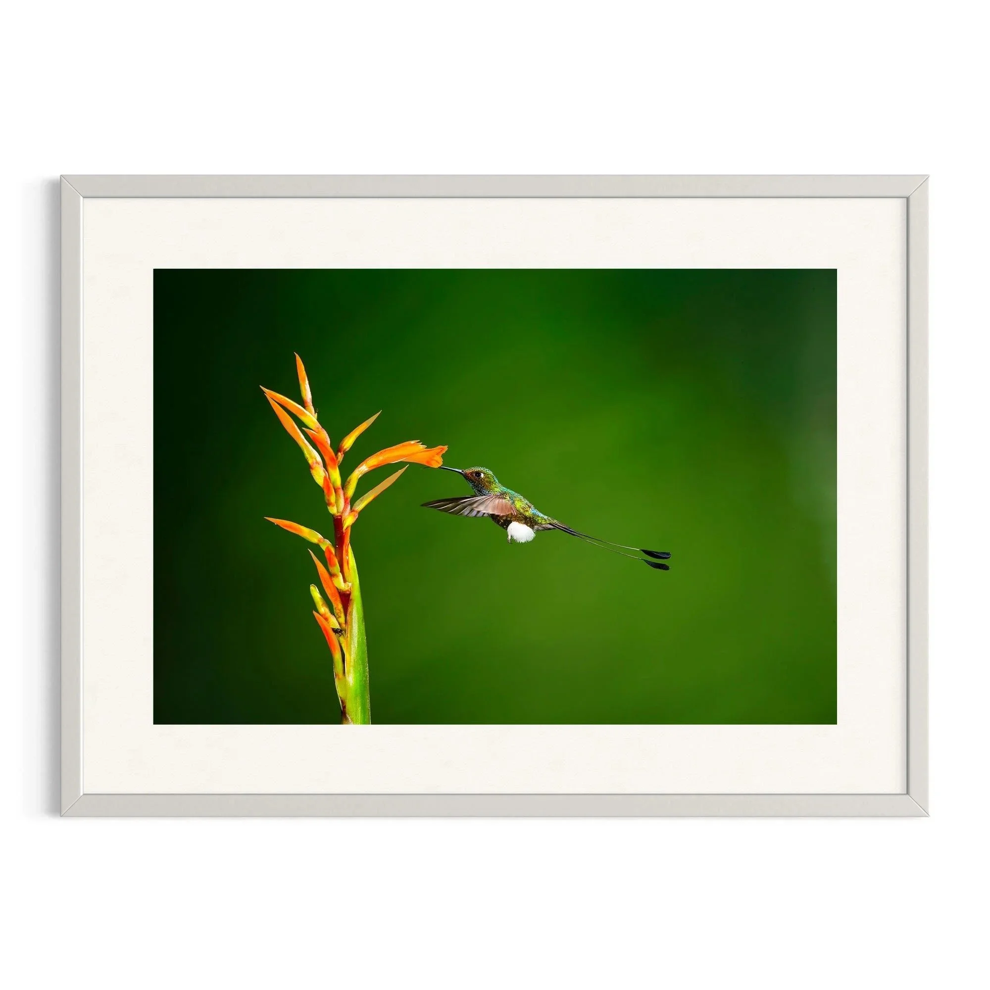 Whispers of the Canopy by John Wiseman shown in a white frame, a signed limited-edition fine art photography print from IRID Gallery
