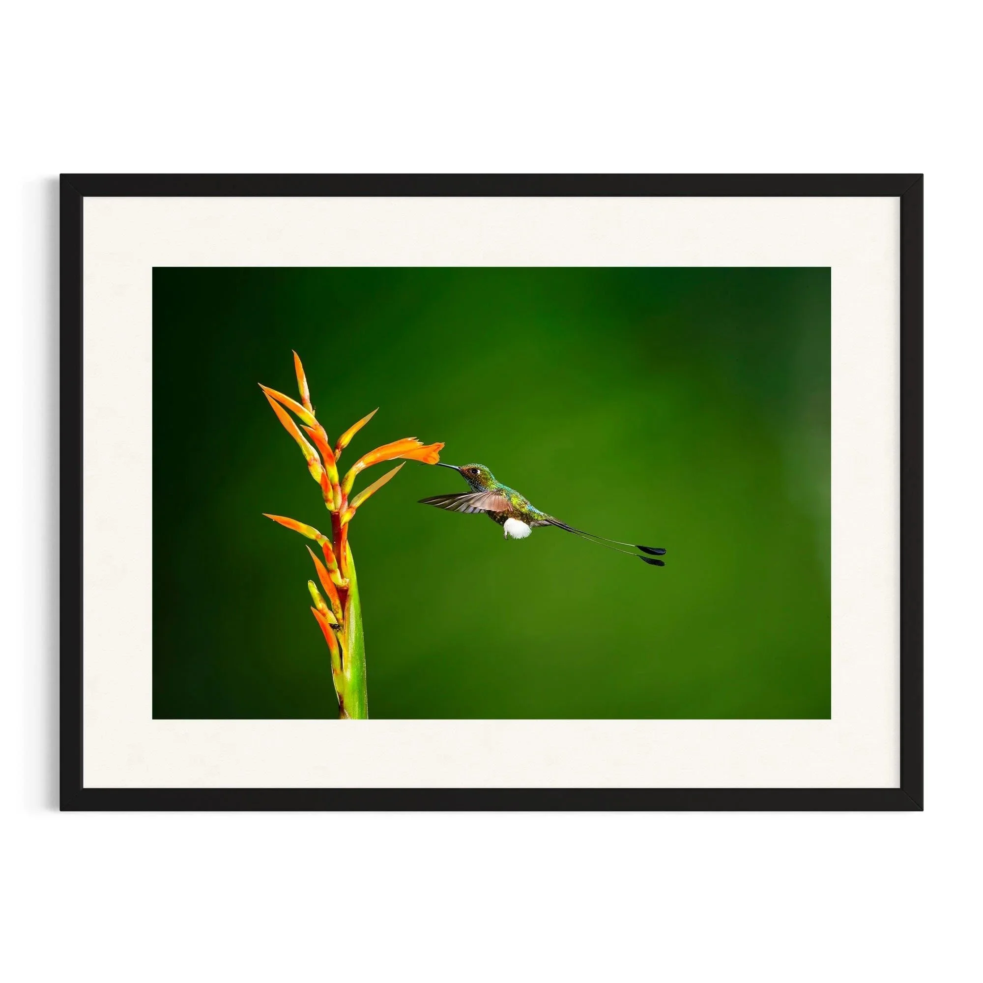 Whispers of the Canopy by John Wiseman shown in a black frame, a signed limited-edition fine art photography print from IRID Gallery
